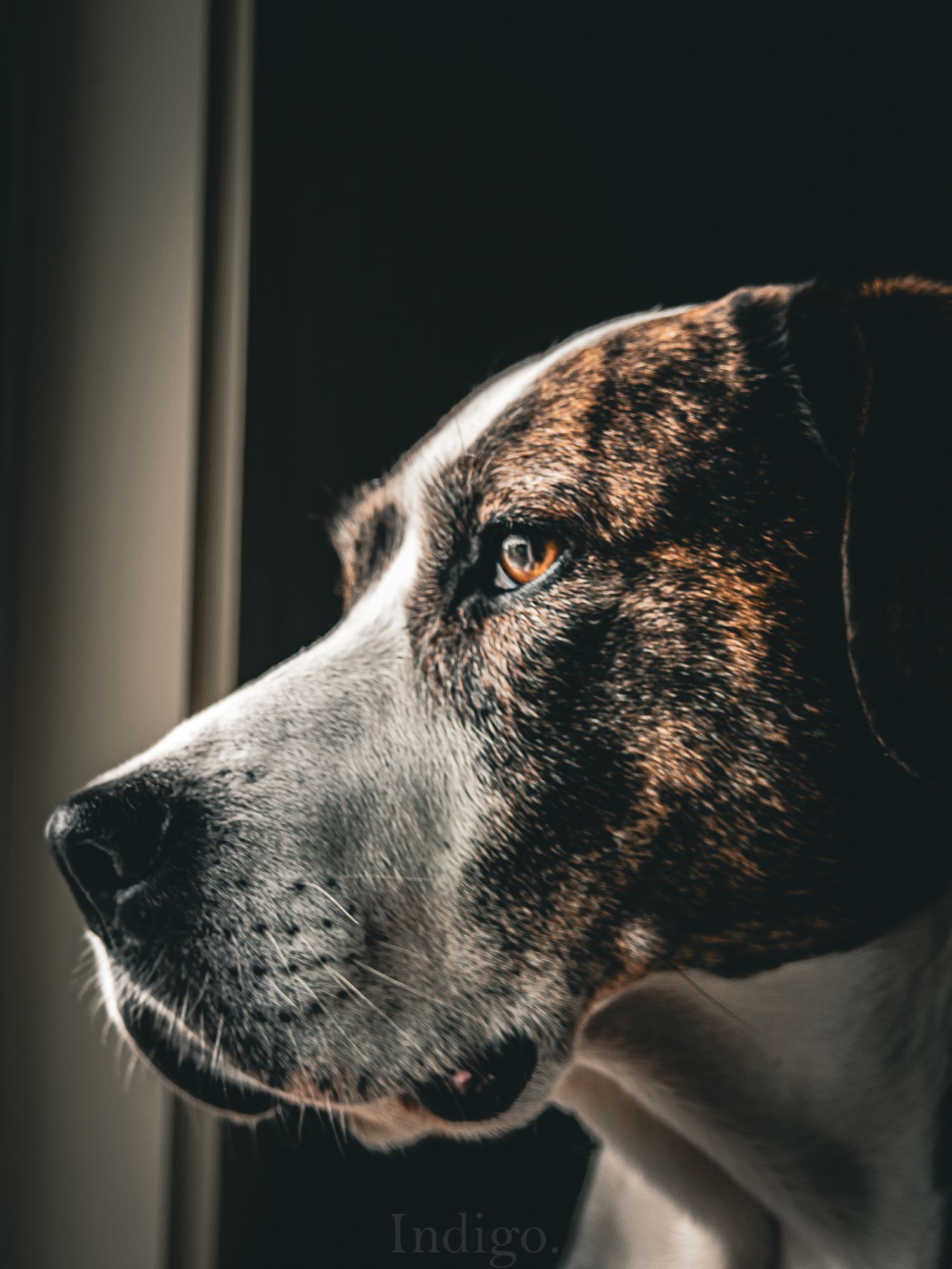 Close-up profile view of a black and white spotted dog looking pensively through a window.