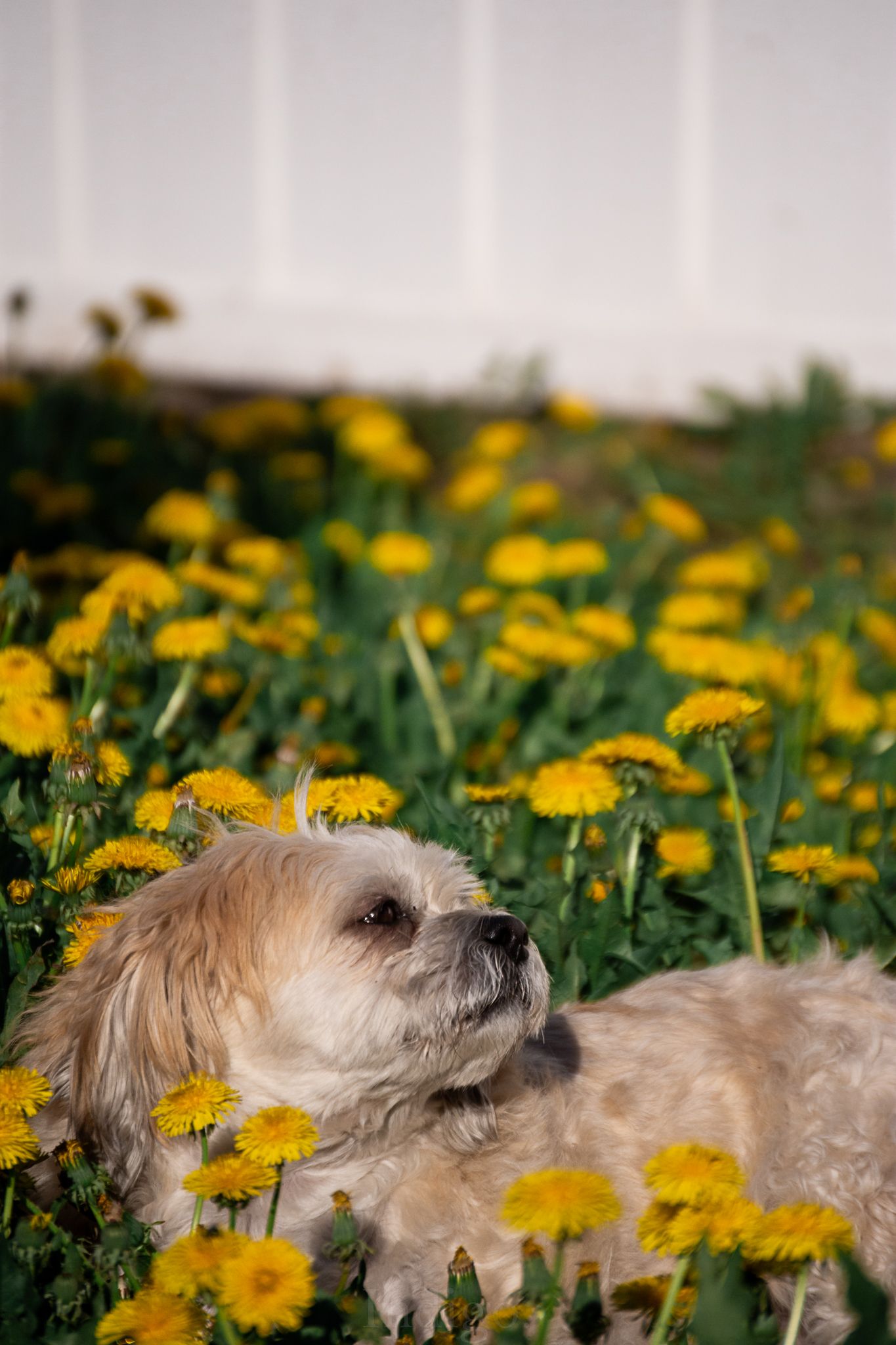 Small dog lying in a field of yellow dandelions on a bright day.