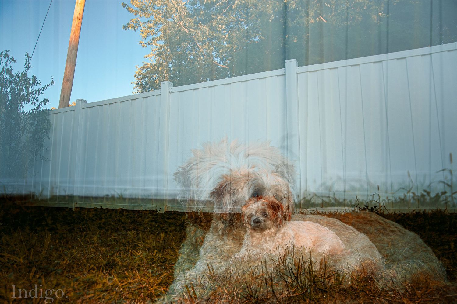 Long panoramic view of white fence against blue sky with trees in background.