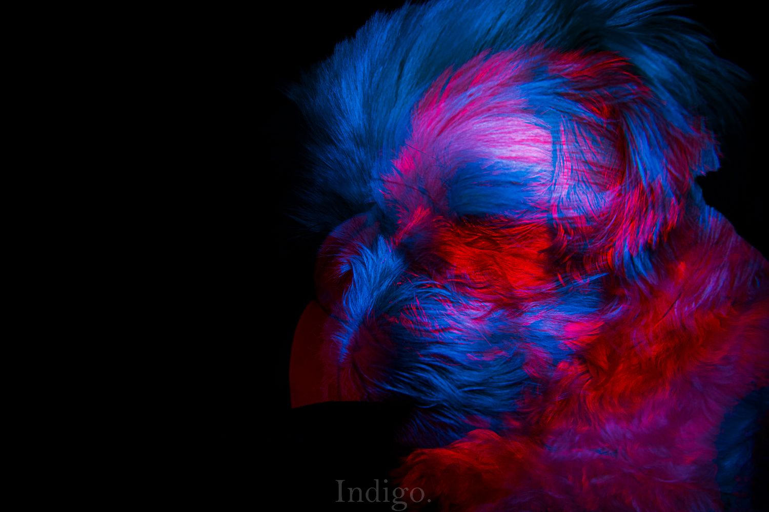 Abstract swirling patterns in vibrant blue and red colors create a dynamic fluid art composition against a dark background.