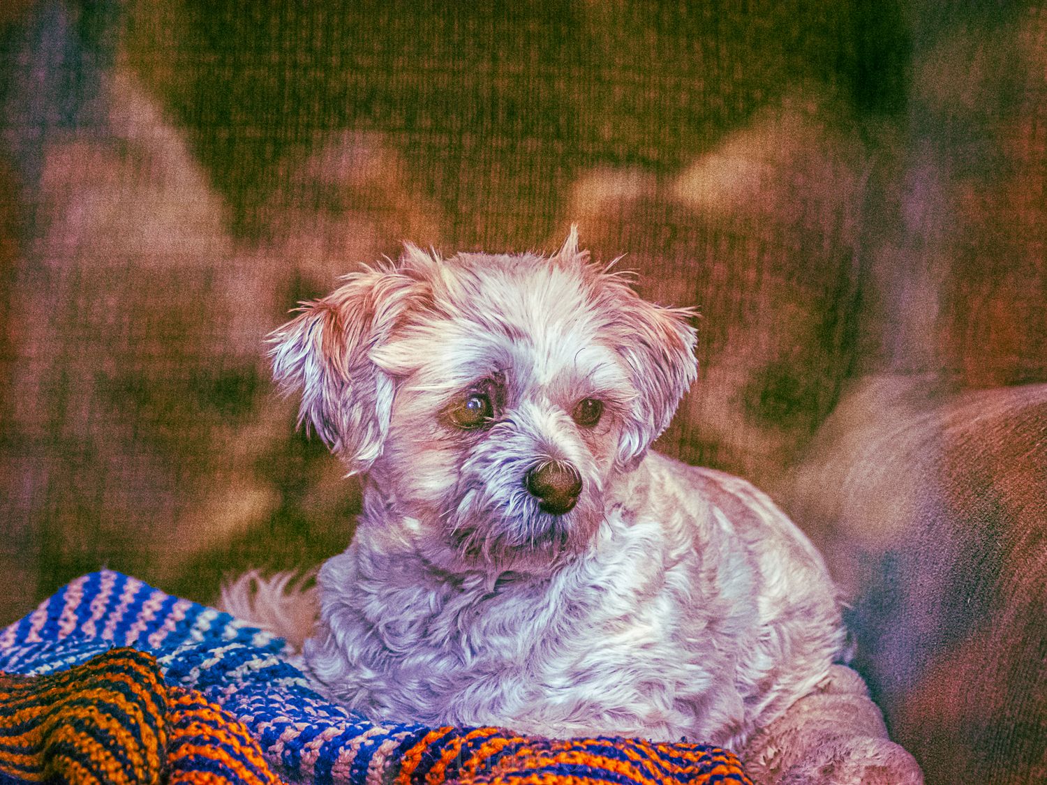 Dog wearing colorful blue and orange knitted accessories in warm lighting.