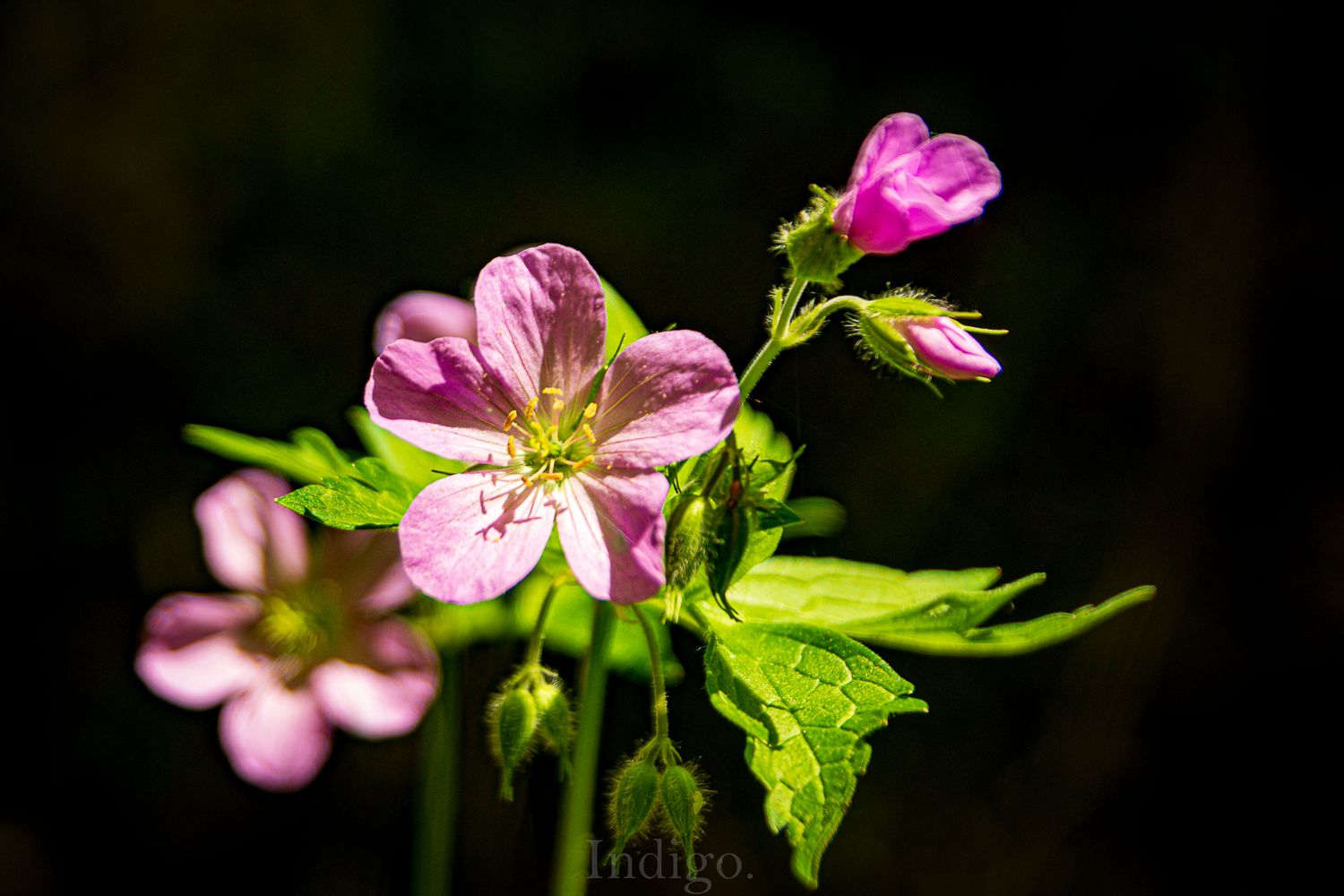 Delicate pink wild rose blooms with bright green leaves against a dark background.