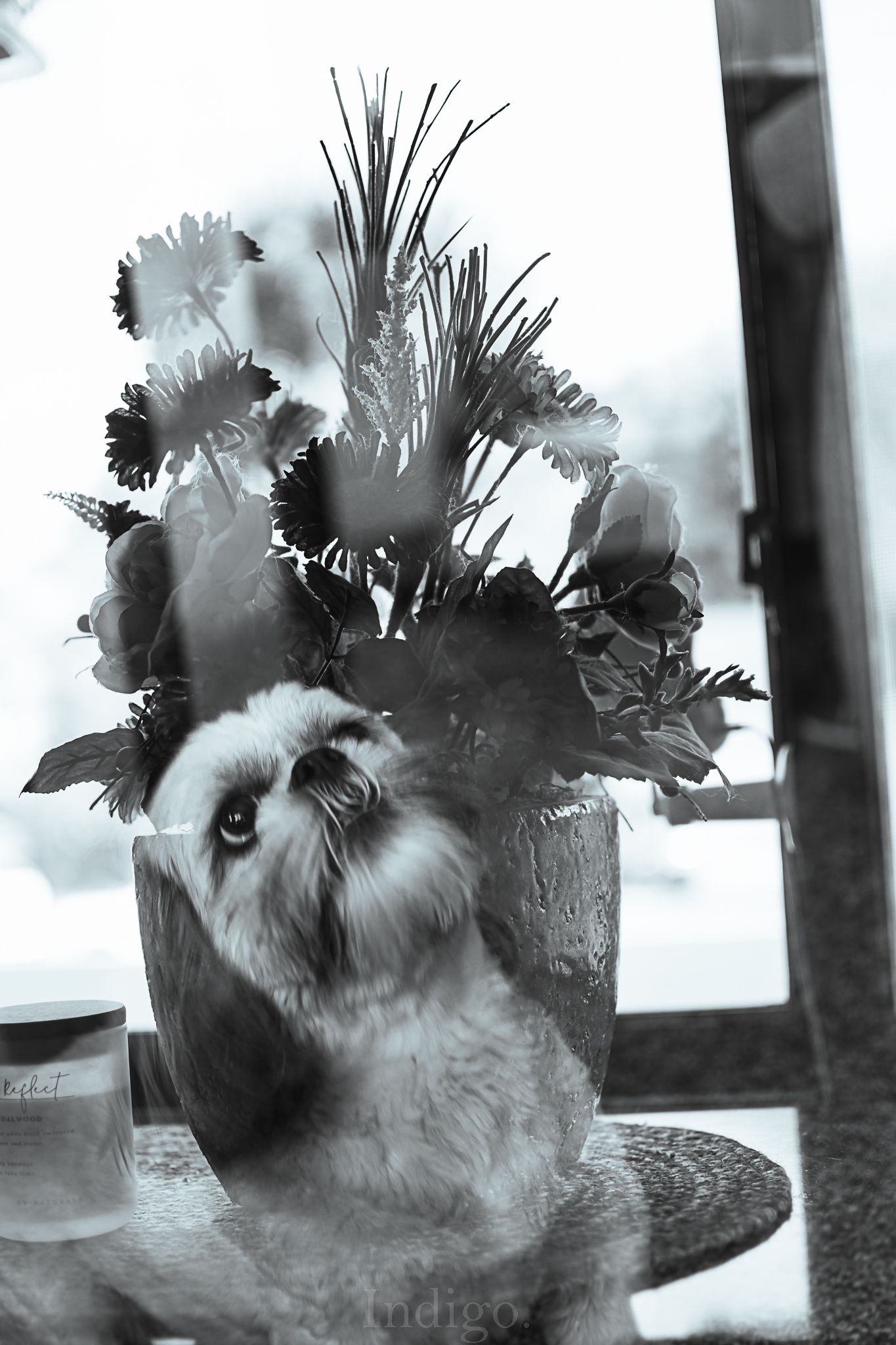 A series of black and white photos showing a cat playing with flowers in a window sill.