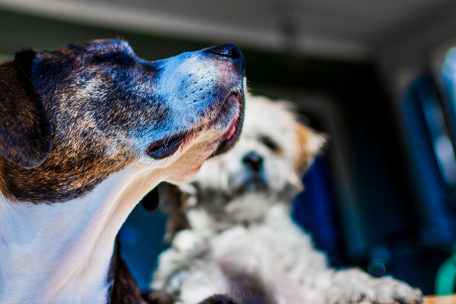 Close-up profile view of a dog's snout with blue tones.