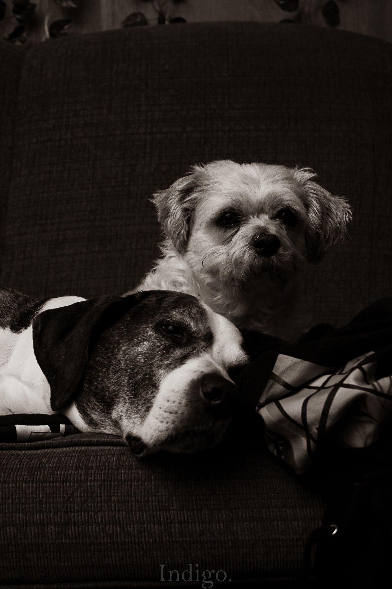 Monochromatic image of a dog sleeping on furniture with text overlay reading 'Indigo'.