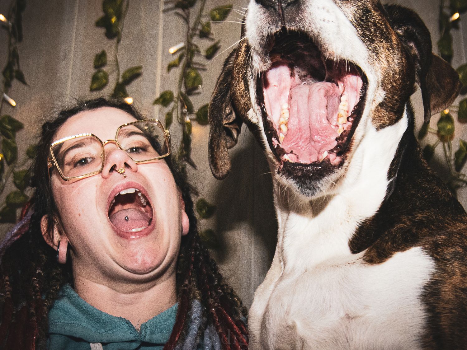 Playful interaction between dog and companion in indoor setting.
