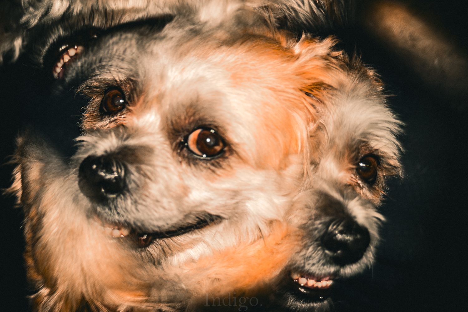 Close-up portrait of a shaggy dog's face showing detailed fur texture against dark background.