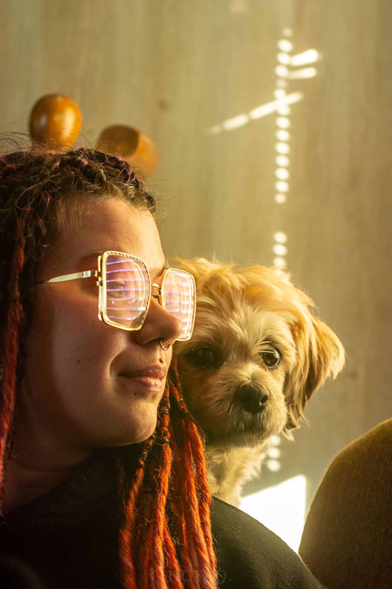 A small fluffy dog and companion in warm sunlit setting.