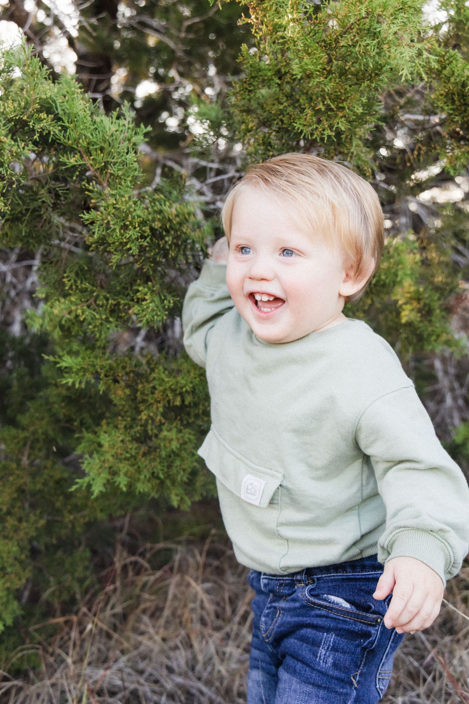 Toddler boy plays with tree branch during sunset family photo session