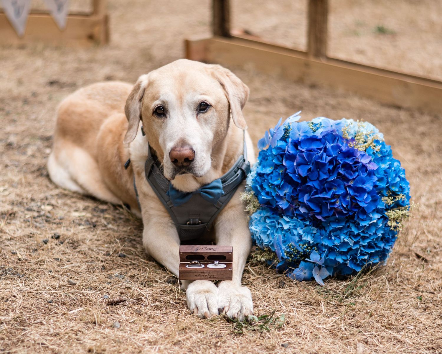 Yellow Labrador dog rests near blue floral decorations at outdoor event.