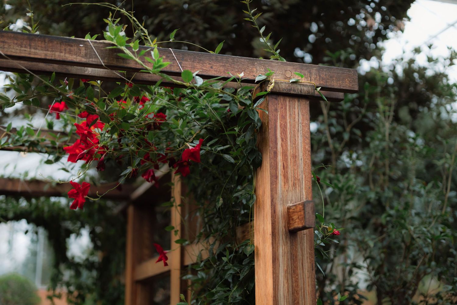 Wooden wedding arch adorned with red climbing flowers and green vines in an outdoor garden setting.