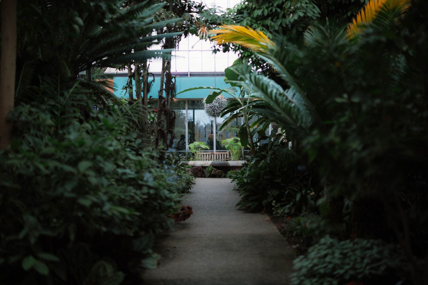 A serene garden pathway lined with tropical plants leading to a greenhouse structure.
