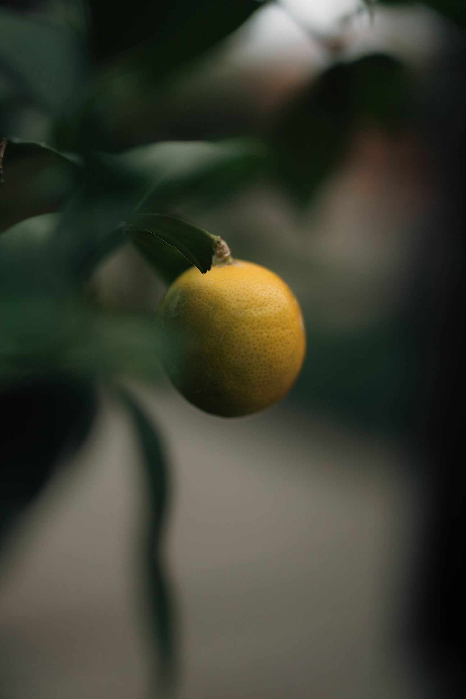 A single ripe yellow lemon hanging from a branch surrounded by dark green leaves in soft natural light.