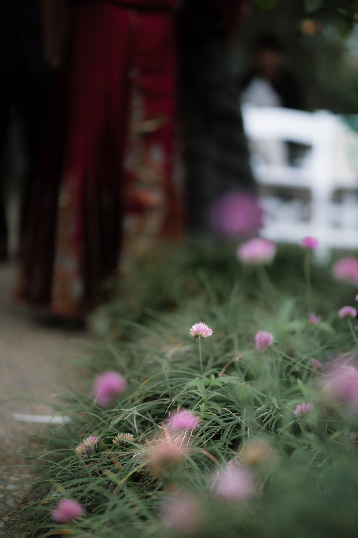 Pink globe amaranth flowers blooming along a garden path with blurred figures in traditional red attire in the background.