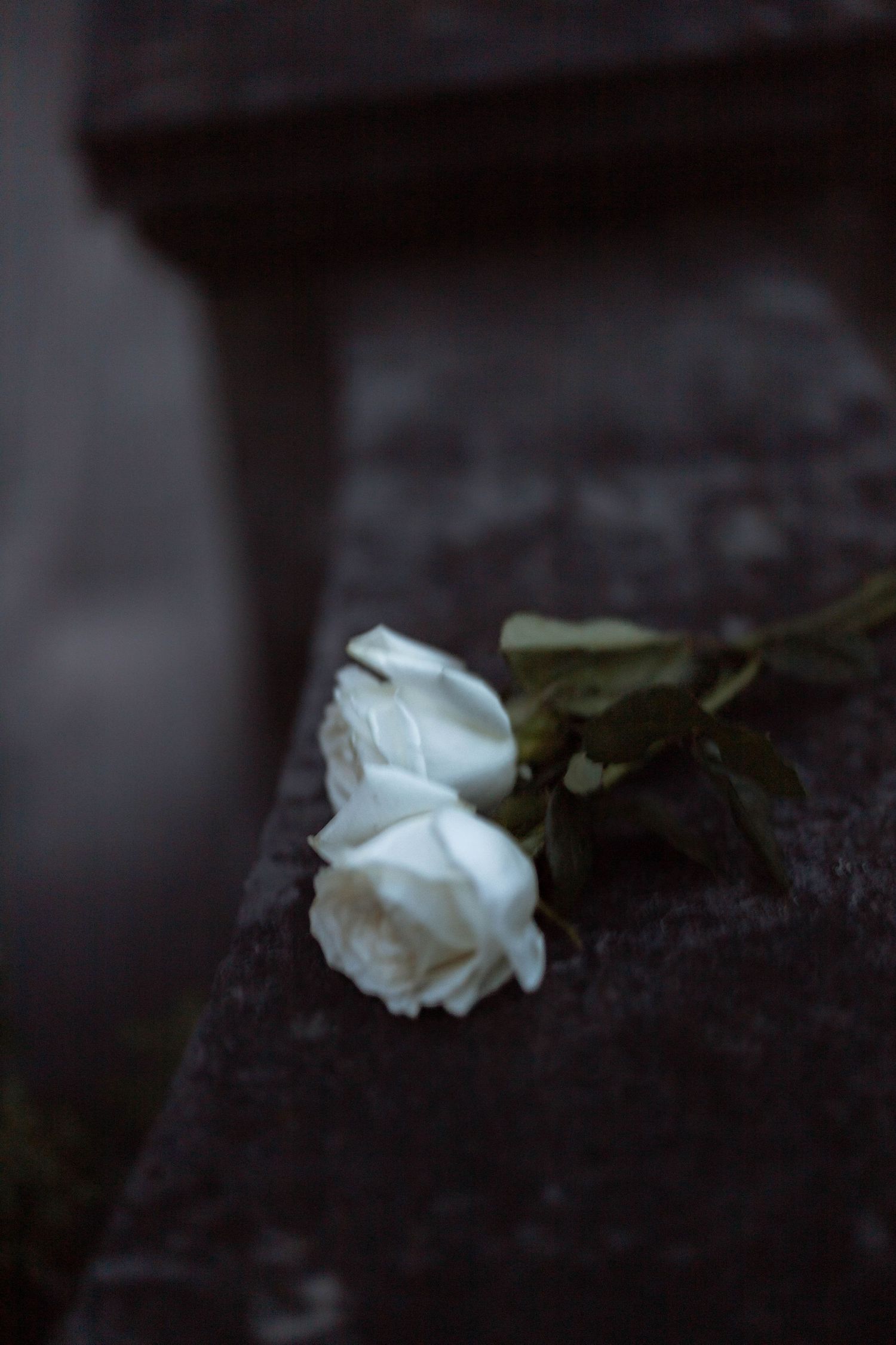 A delicate white rose lies against a dark background creating a moody and romantic atmosphere.