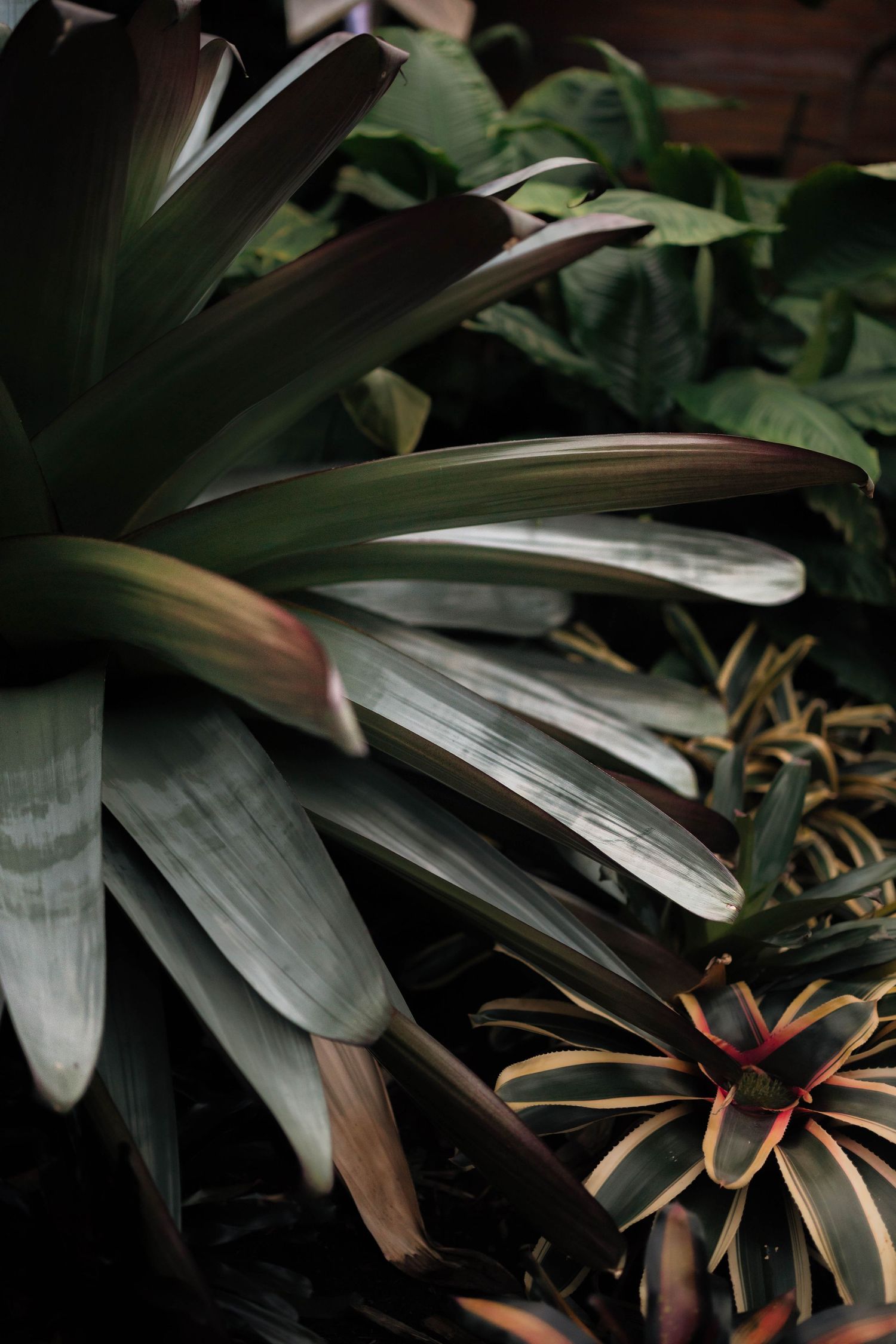 Close-up of dramatic dark green bromeliad and tropical plants in a dimly lit botanical greenhouse.