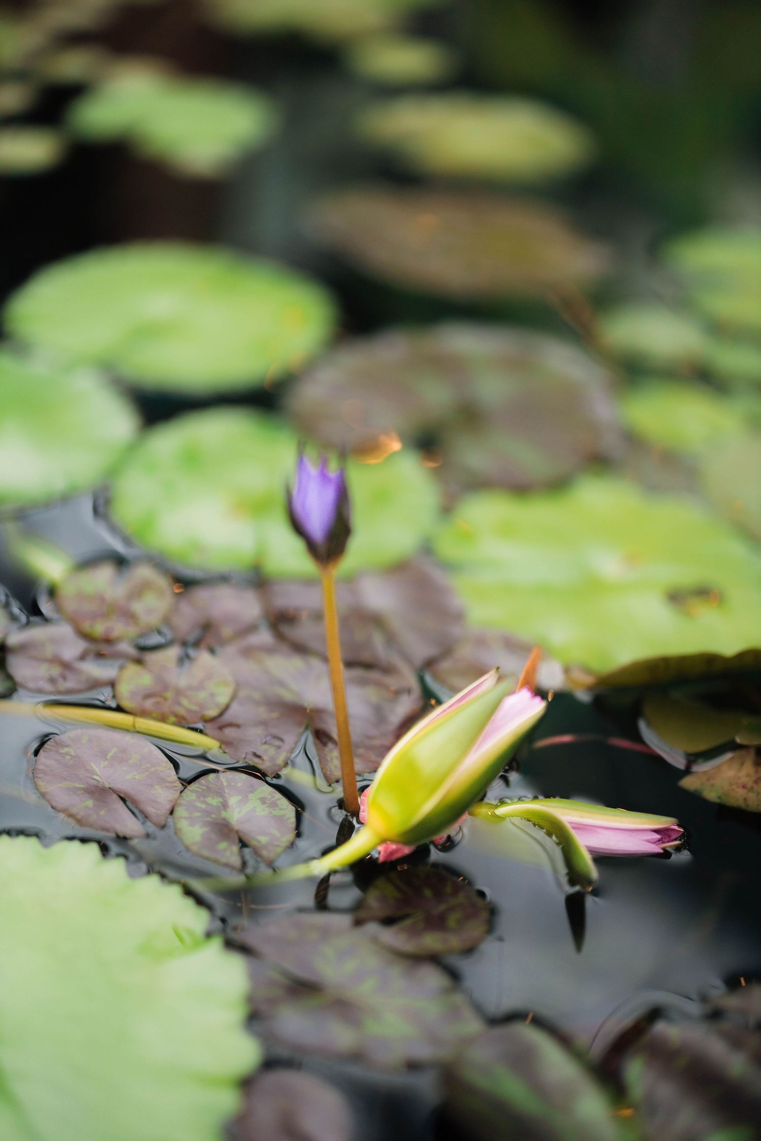 Purple and yellow water lily buds blooming among green lily pads in garden pond.