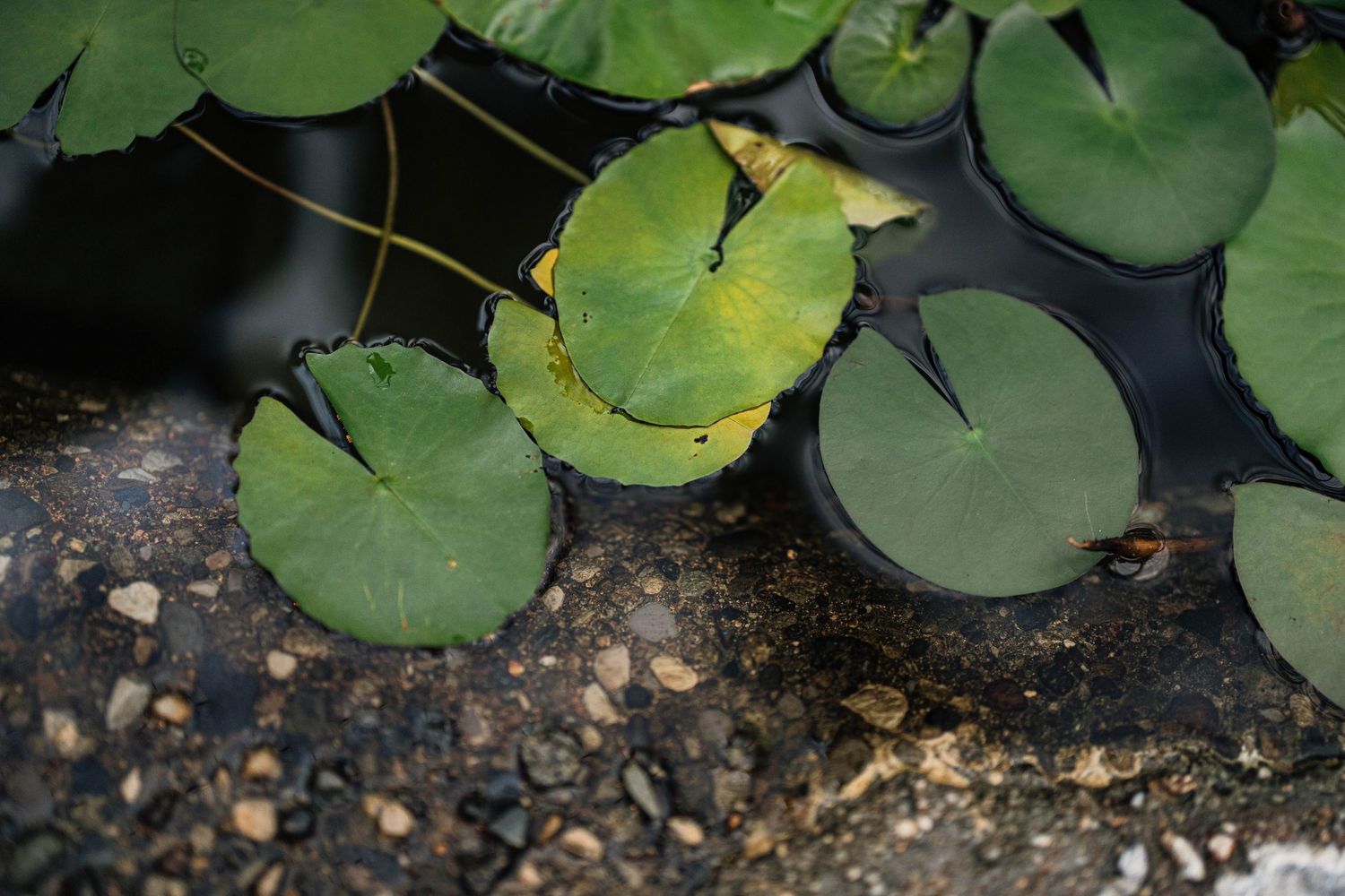 Green lily pads floating on a shallow pond with pebbles visible beneath the water surface.