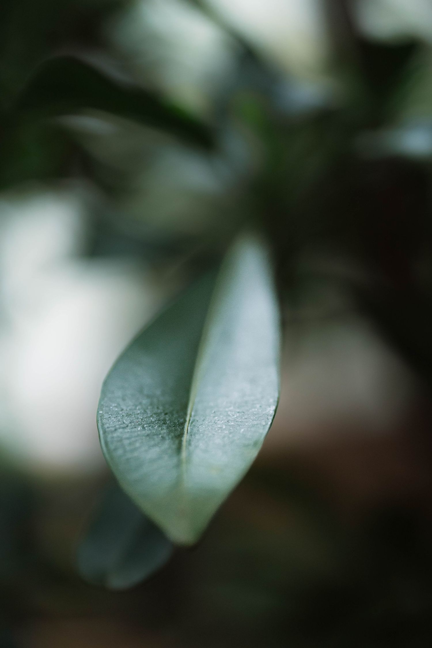 Close-up macro shot of a single green leaf with soft bokeh background.