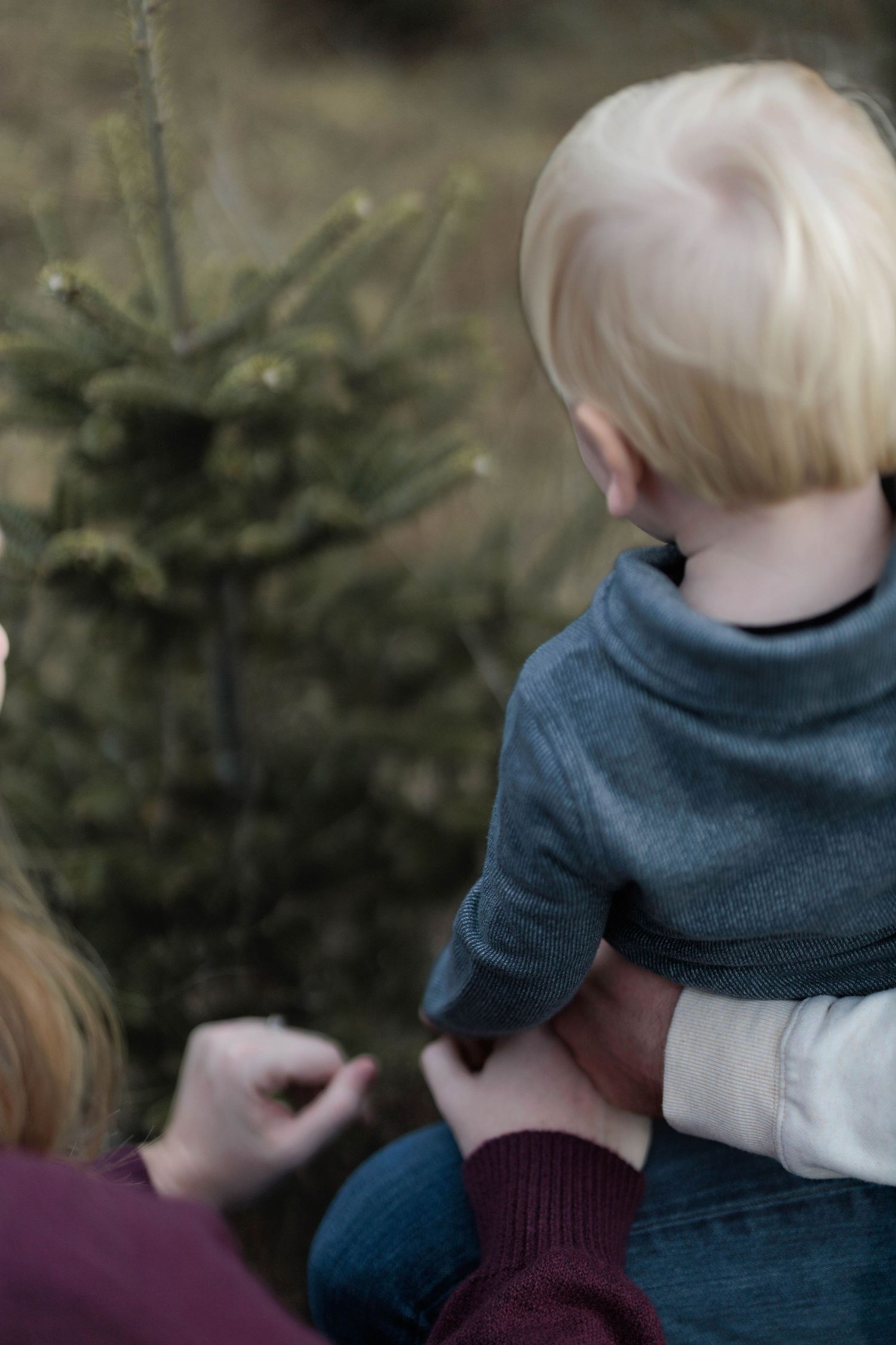A blonde toddler being held by an adult while looking at a small evergreen tree outdoors.