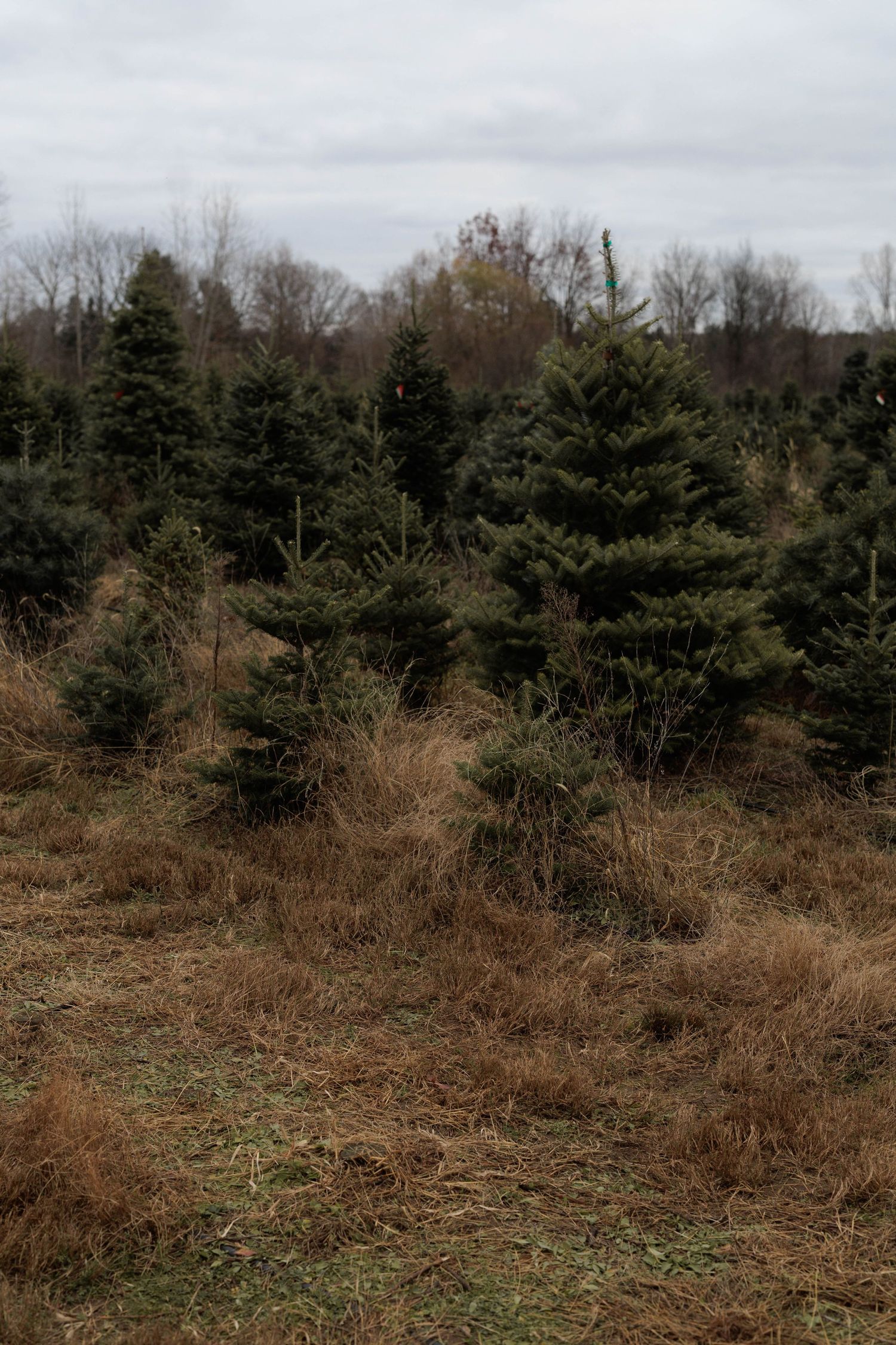 Christmas tree farm with rows of green evergreen trees growing in a field of dry brown grass under overcast skies.