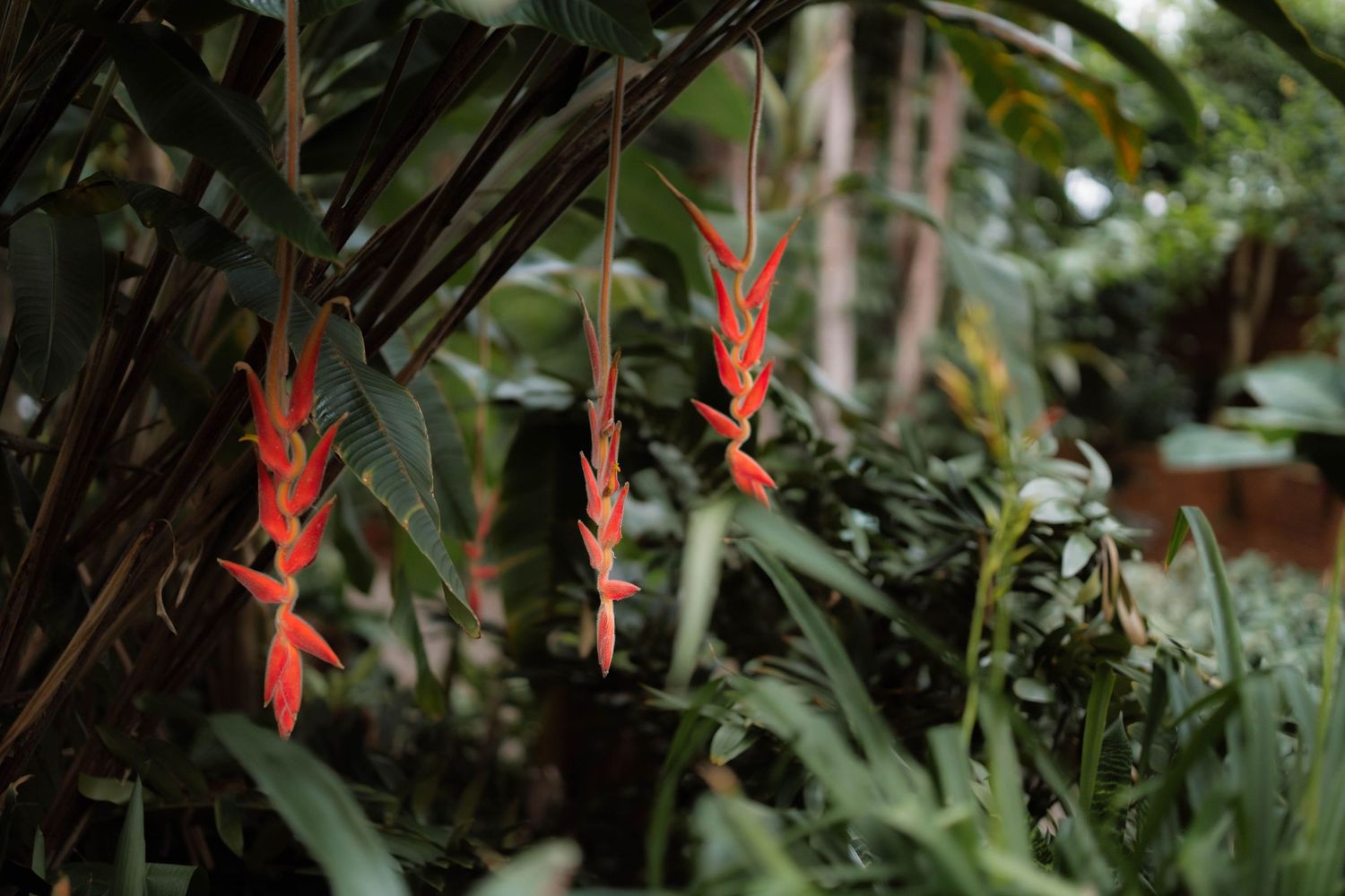Vibrant red heliconia tropical flowers hang among lush green foliage in a botanical garden.