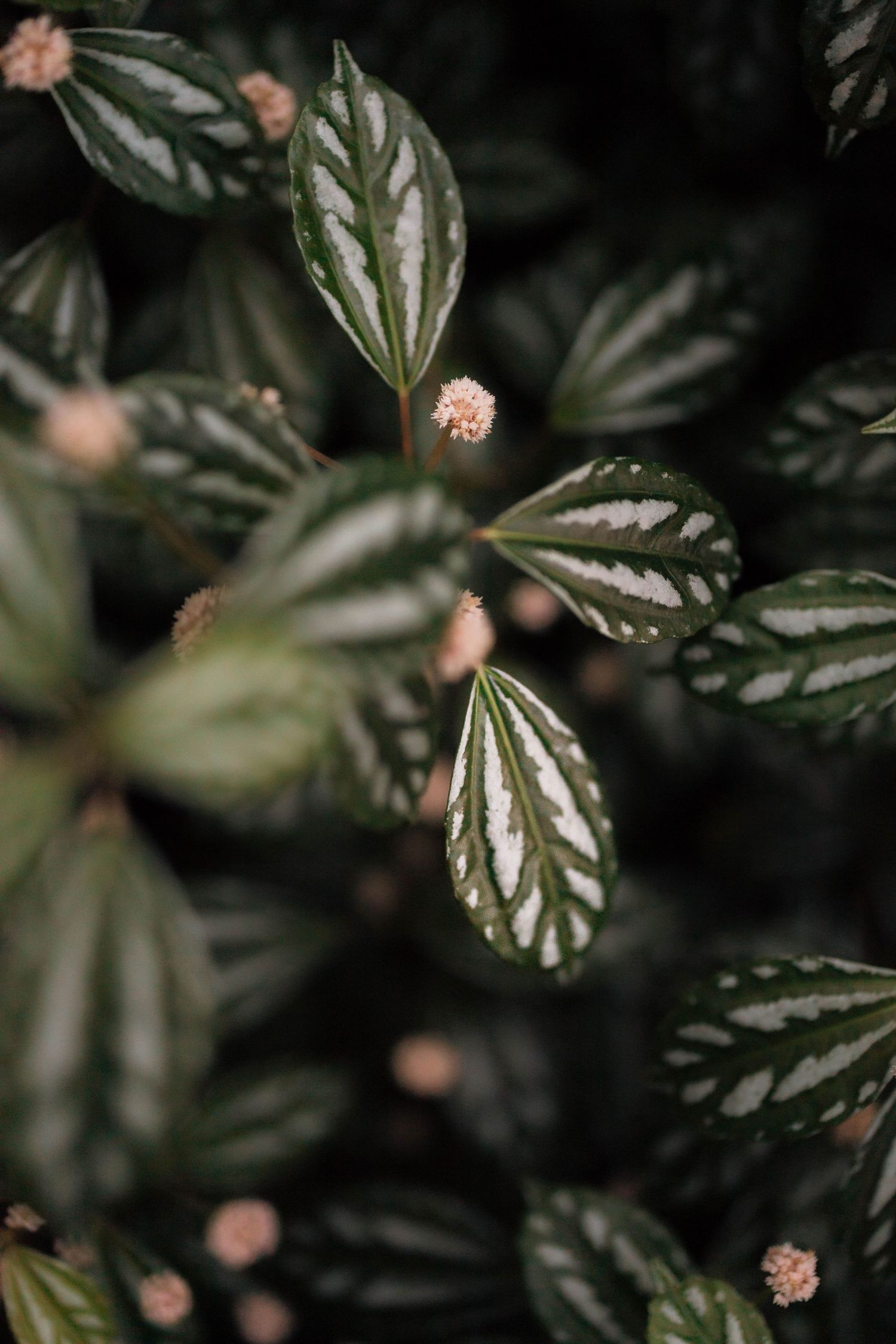Close-up of dark green leaves with white veining and small pink buds of a Pilea plant in natural light.