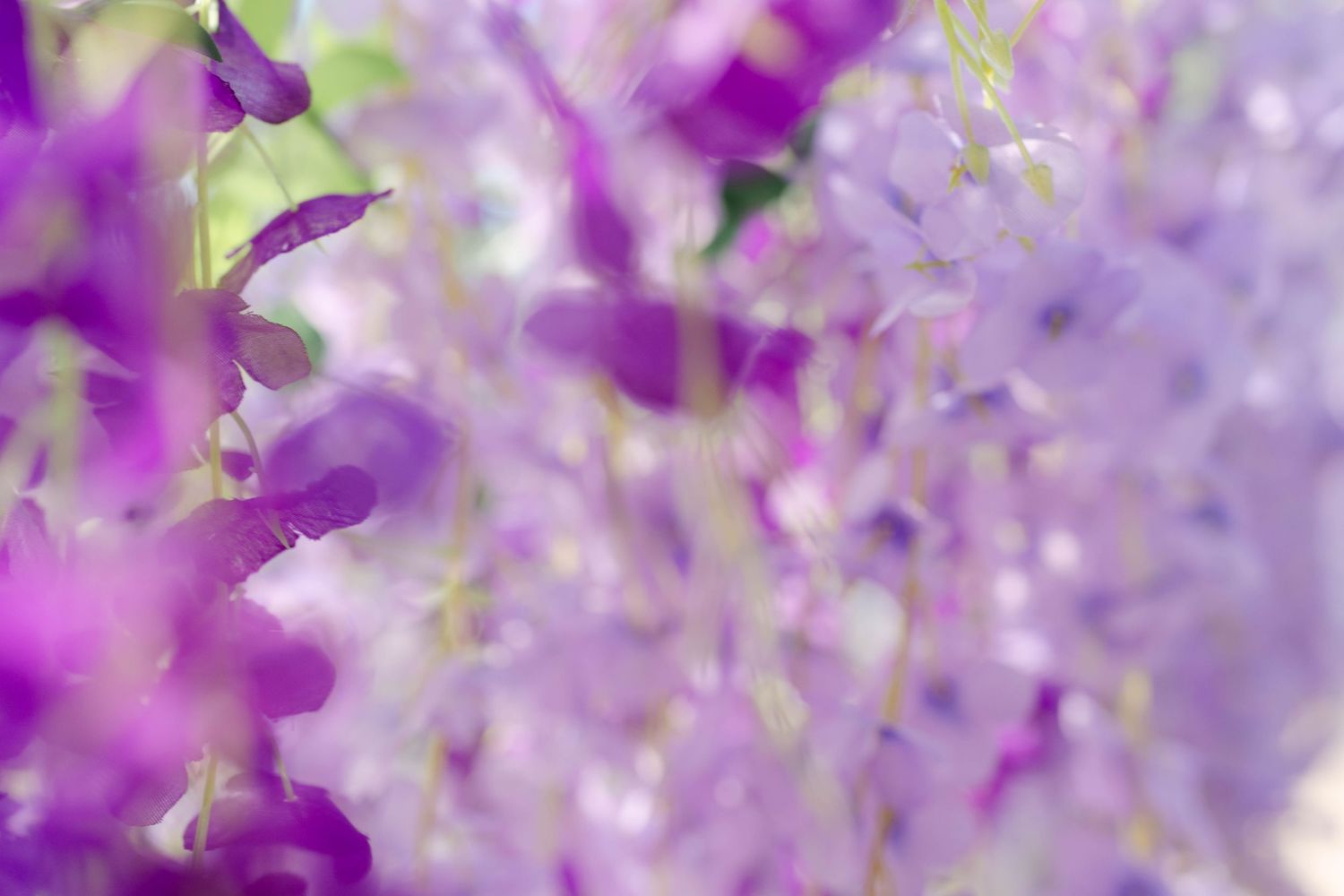 Close-up of vibrant purple wisteria flowers in soft focus, creating a dreamy, ethereal floral background.