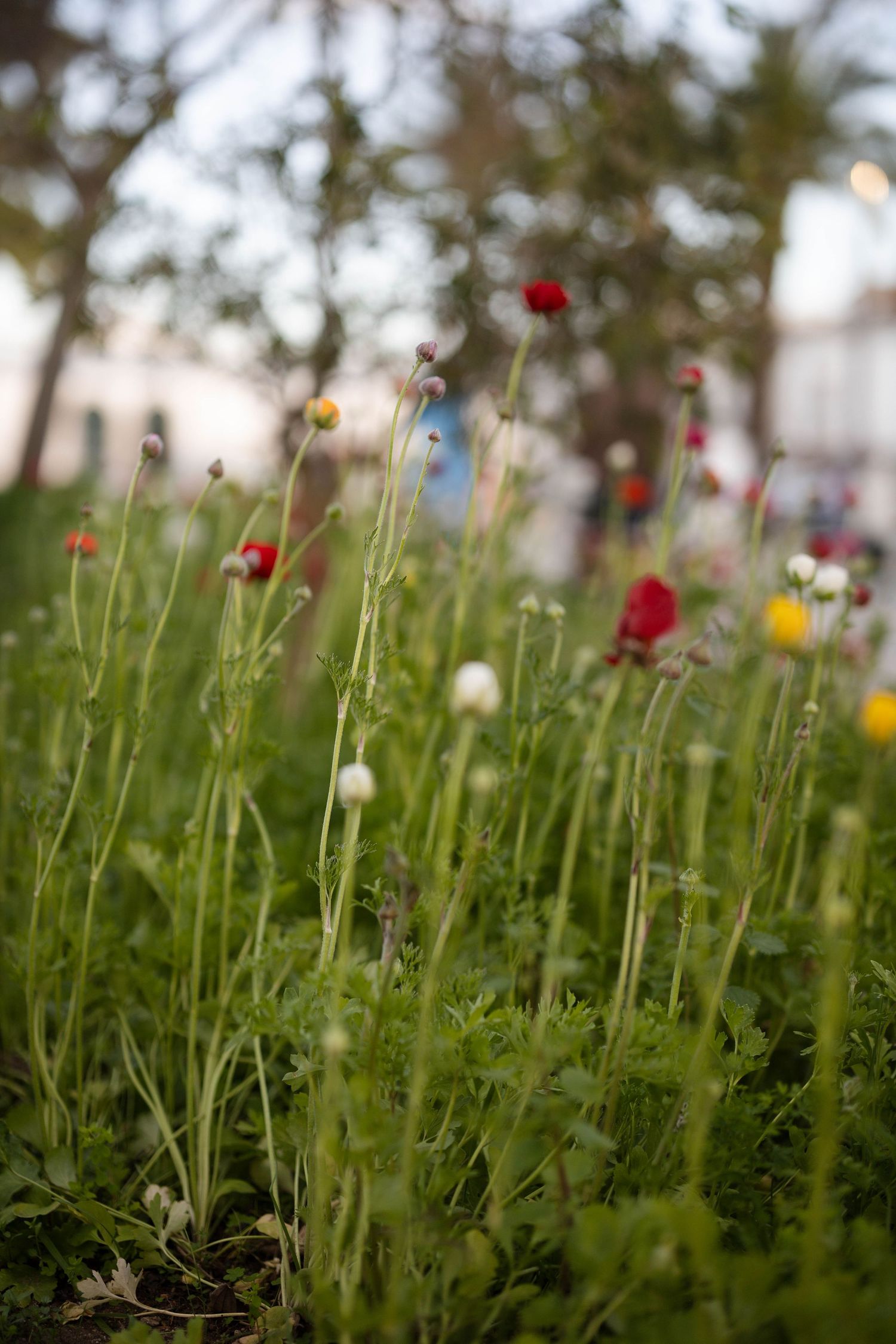 Colorful wildflowers including red and white blooms growing in a lush green garden setting.