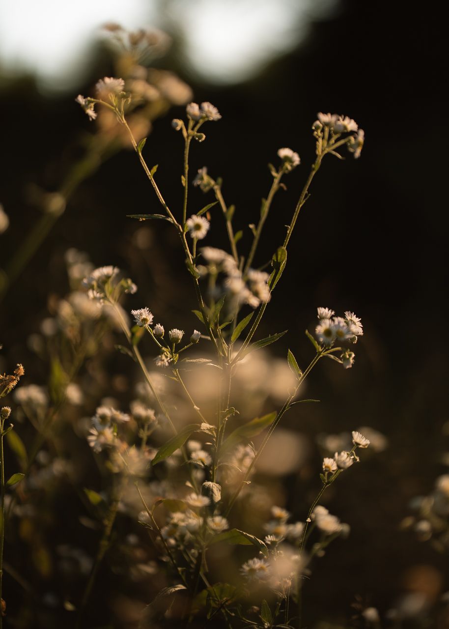 Delicate white wildflowers backlit by golden sunset light, with a dark bokeh background in a serene nature setting.