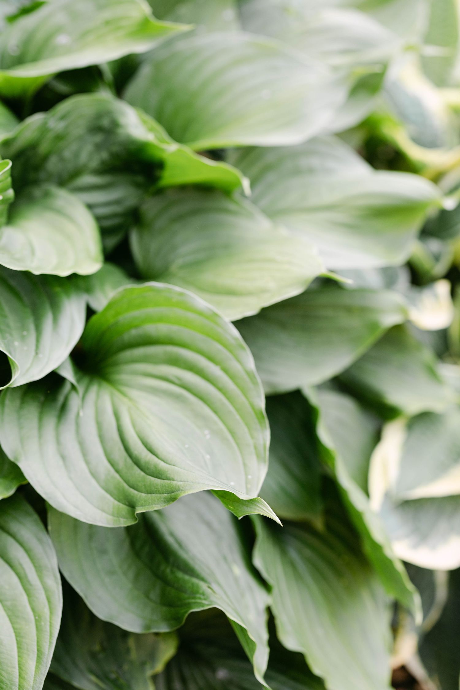 Close-up of lush green hosta plant leaves with prominent veins and overlapping foliage in a garden setting.