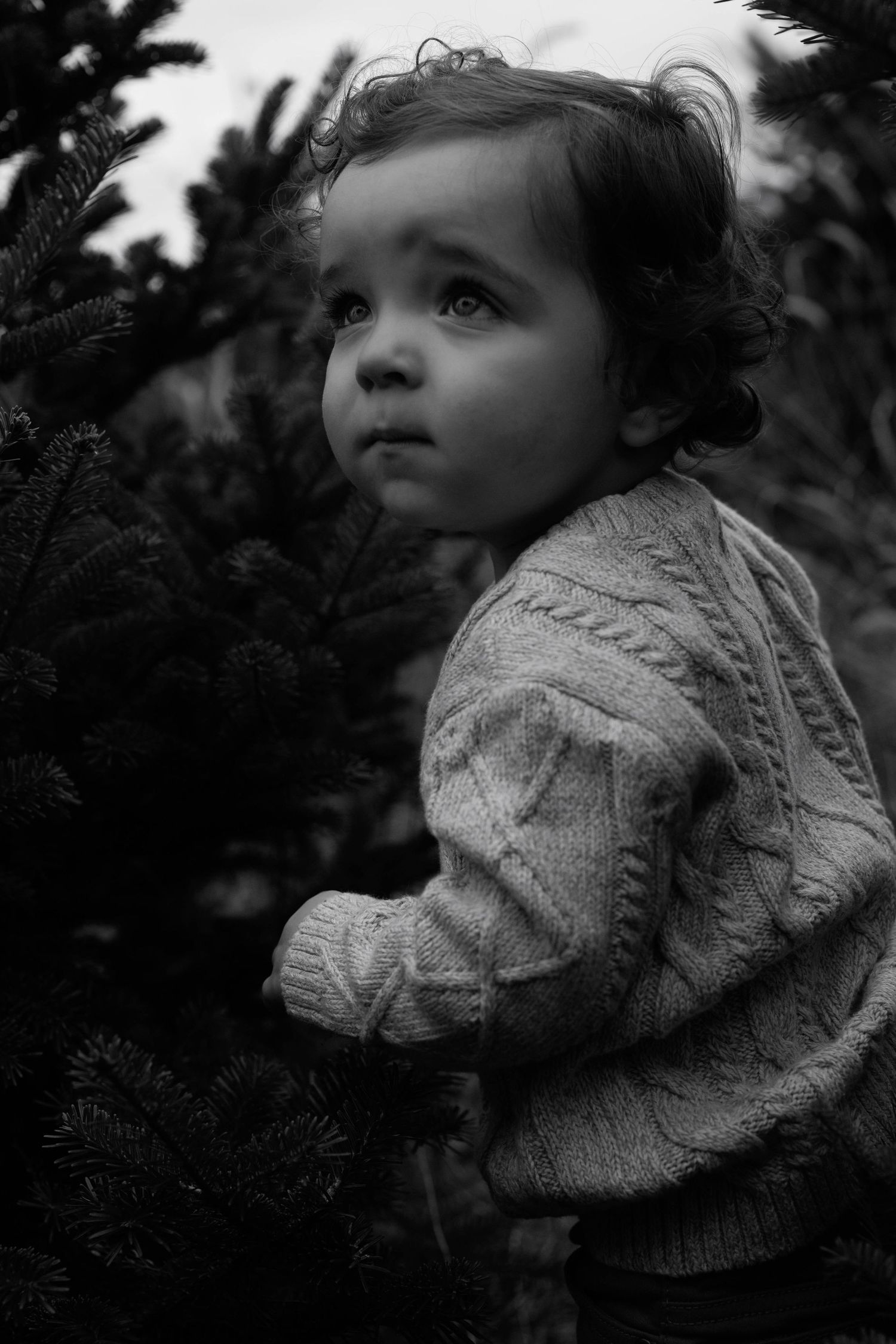 Black and white photo of a curly-haired toddler in a knit sweater standing among evergreen trees.