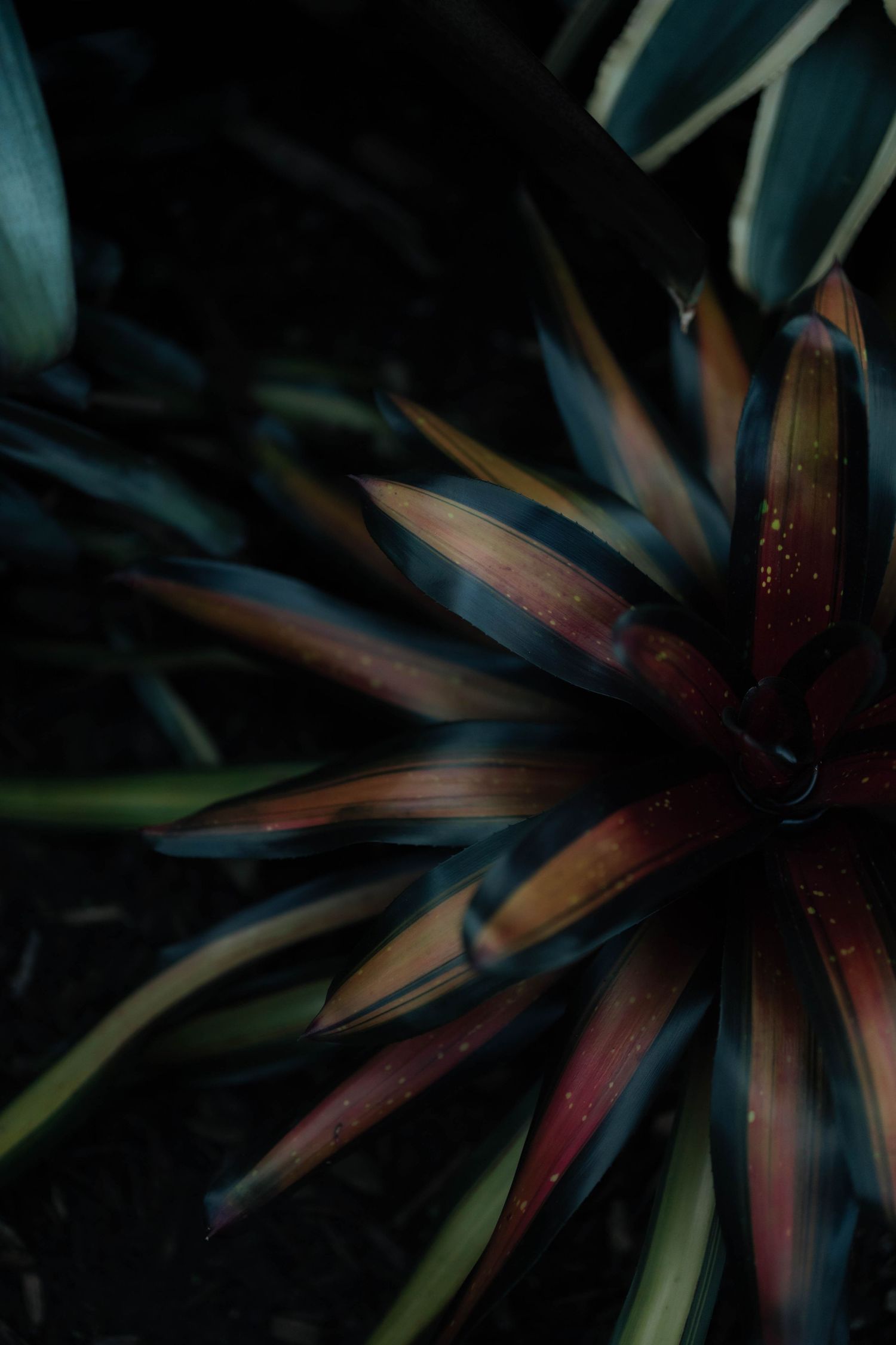 Dark moody close-up of a tropical bromeliad plant with multicolored red, green, and blue spiked leaves.