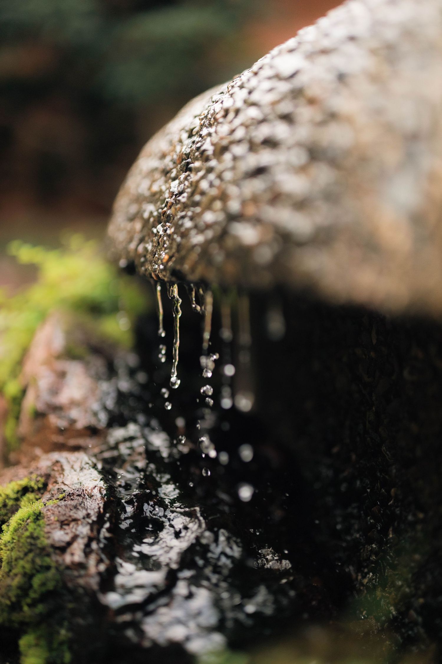 Close-up of a wet mushroom with water droplets dripping from its cap onto moss-covered ground in a forest.