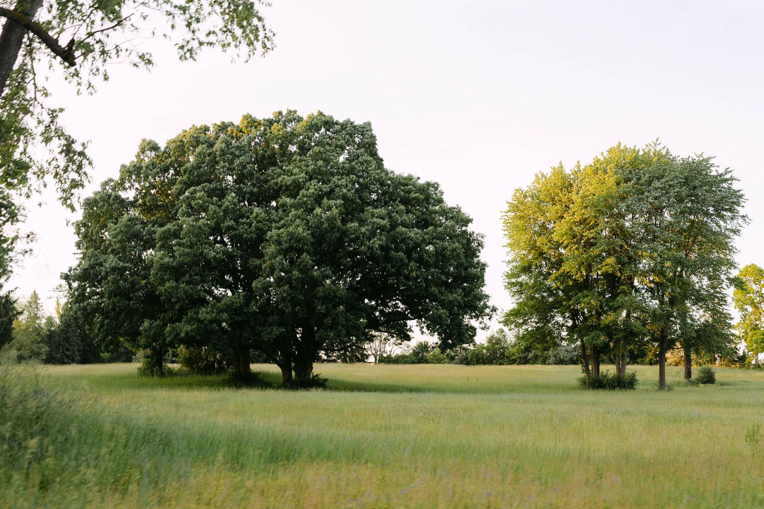 Lush green meadow with large mature trees under a soft evening sky in a serene park landscape.
