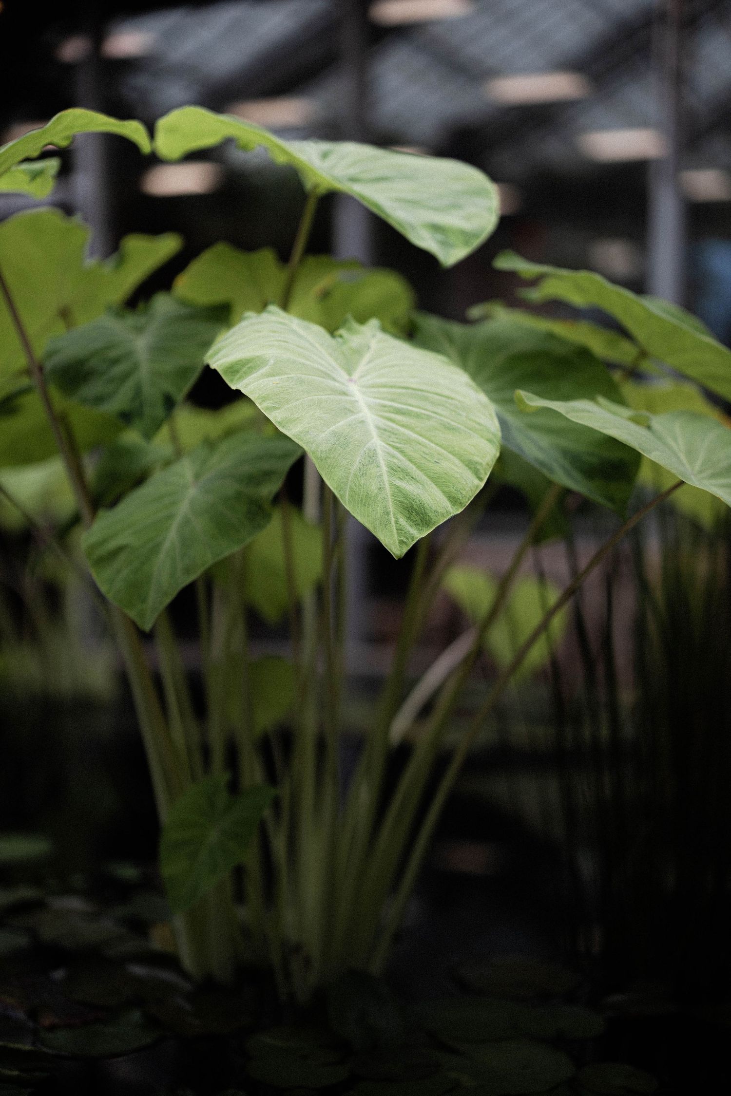 Lush green elephant ear plants with large heart-shaped leaves growing inside a greenhouse botanical garden.