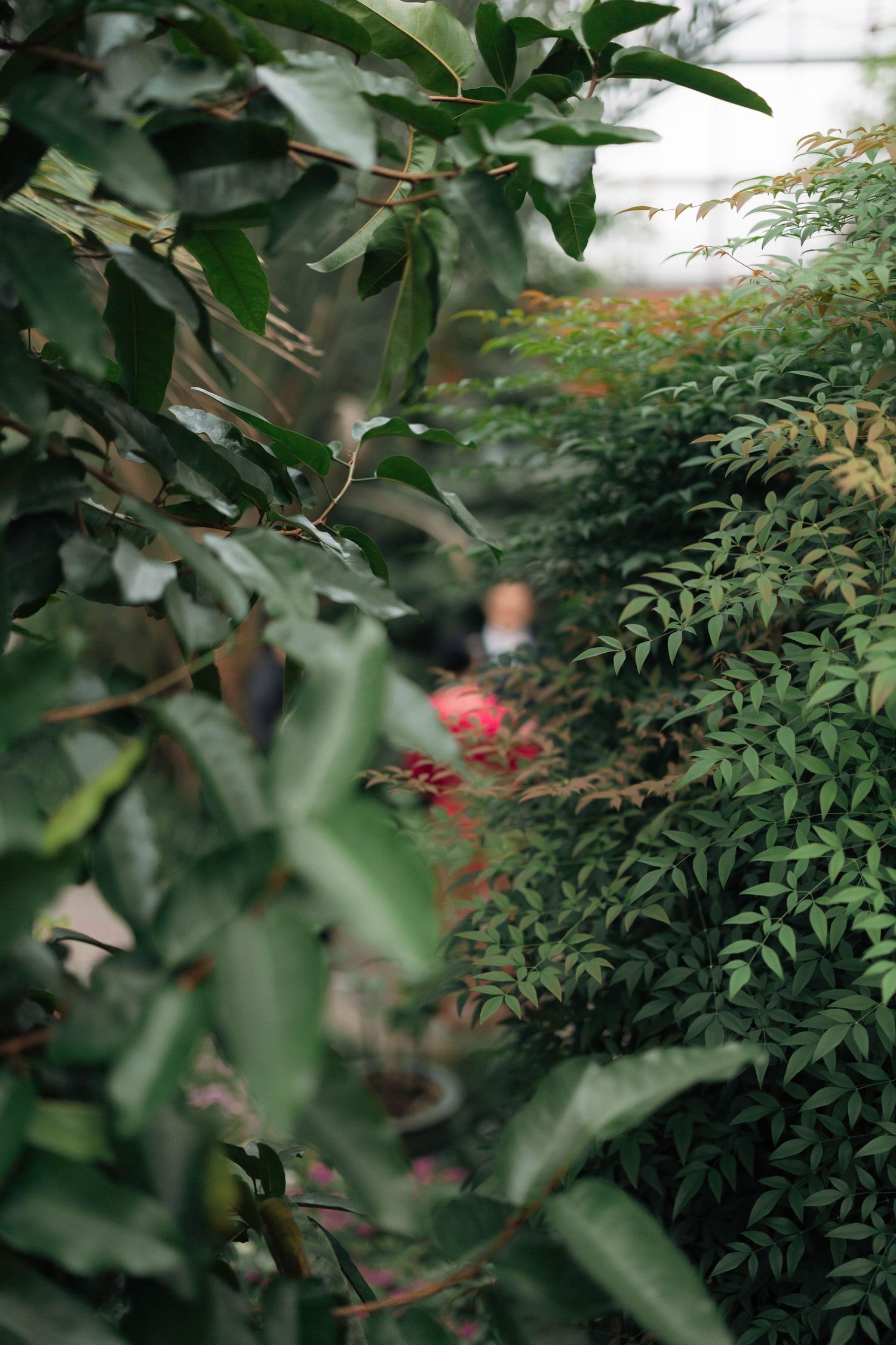 Bride in red dress glimpsed through lush green tropical foliage in a botanical garden conservatory.