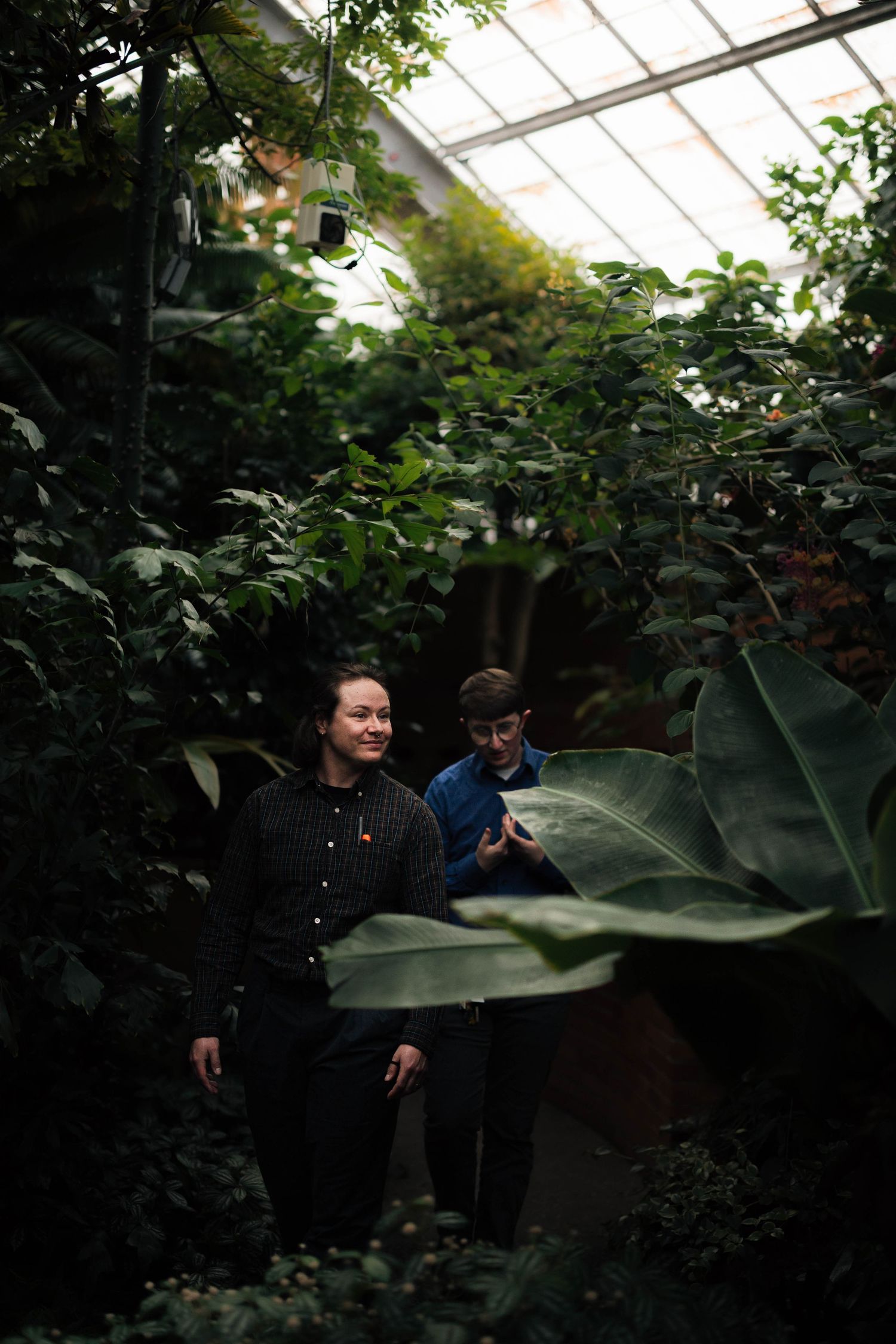 Two people walking through a lush greenhouse surrounded by tropical plants and large green leaves.