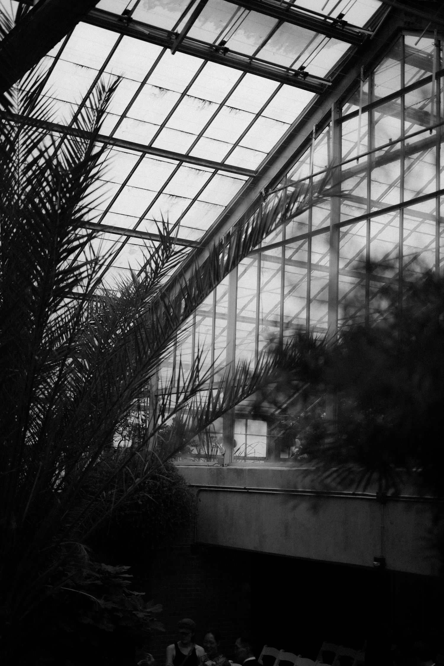 Black and white interior of a greenhouse with tropical palm trees and glass ceiling panels filtering natural light.