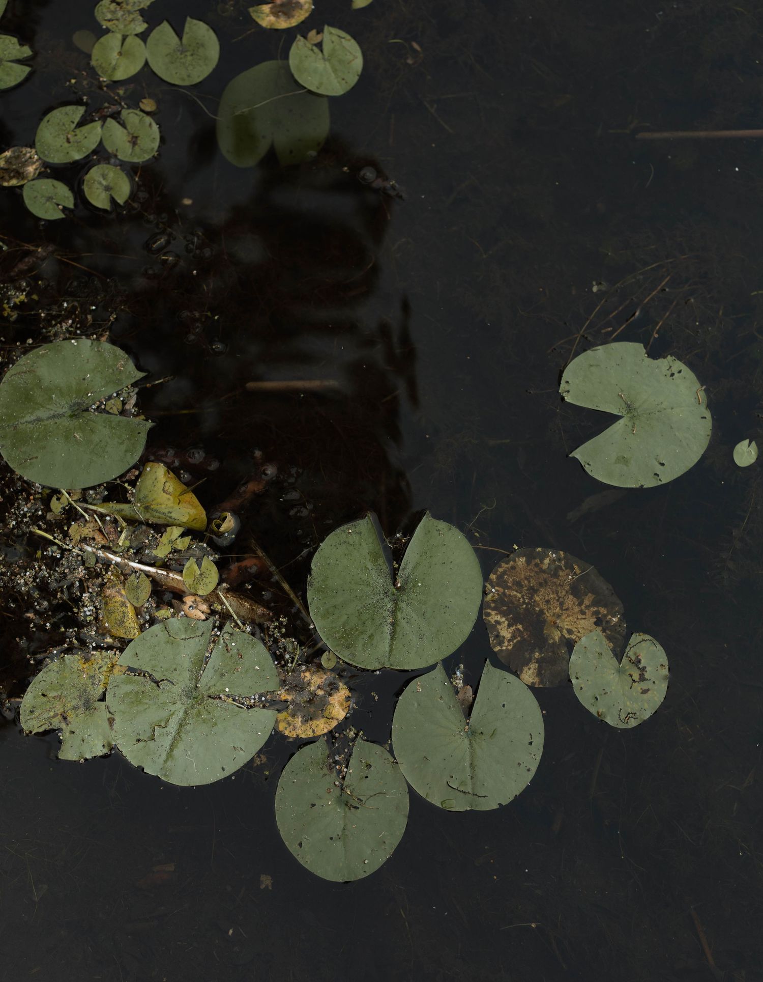 Green lily pads floating on dark water with brown edges and natural pond debris in a serene setting.