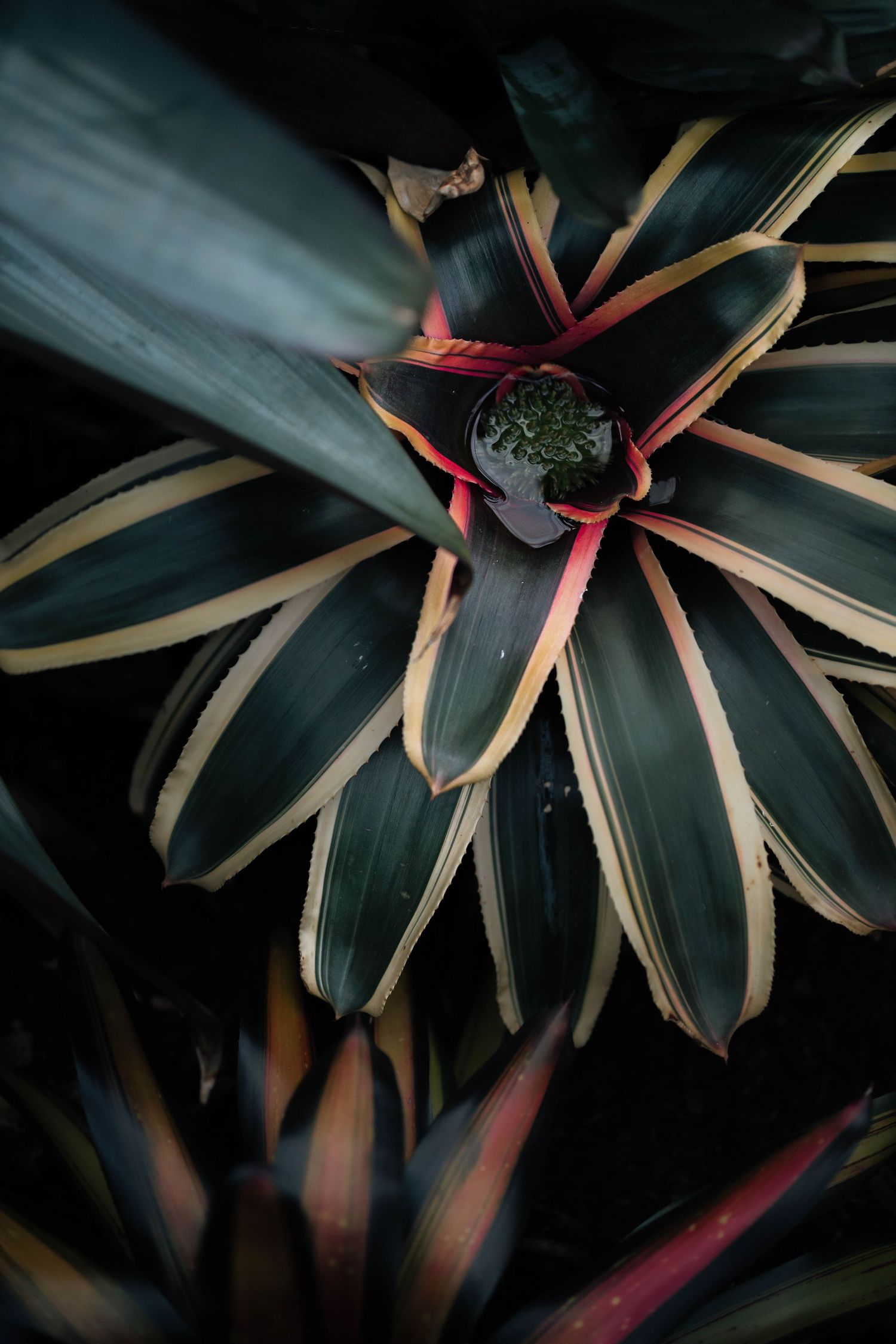 Top-down view of a dark tropical bromeliad plant with striped green and red leaves forming a rosette pattern.