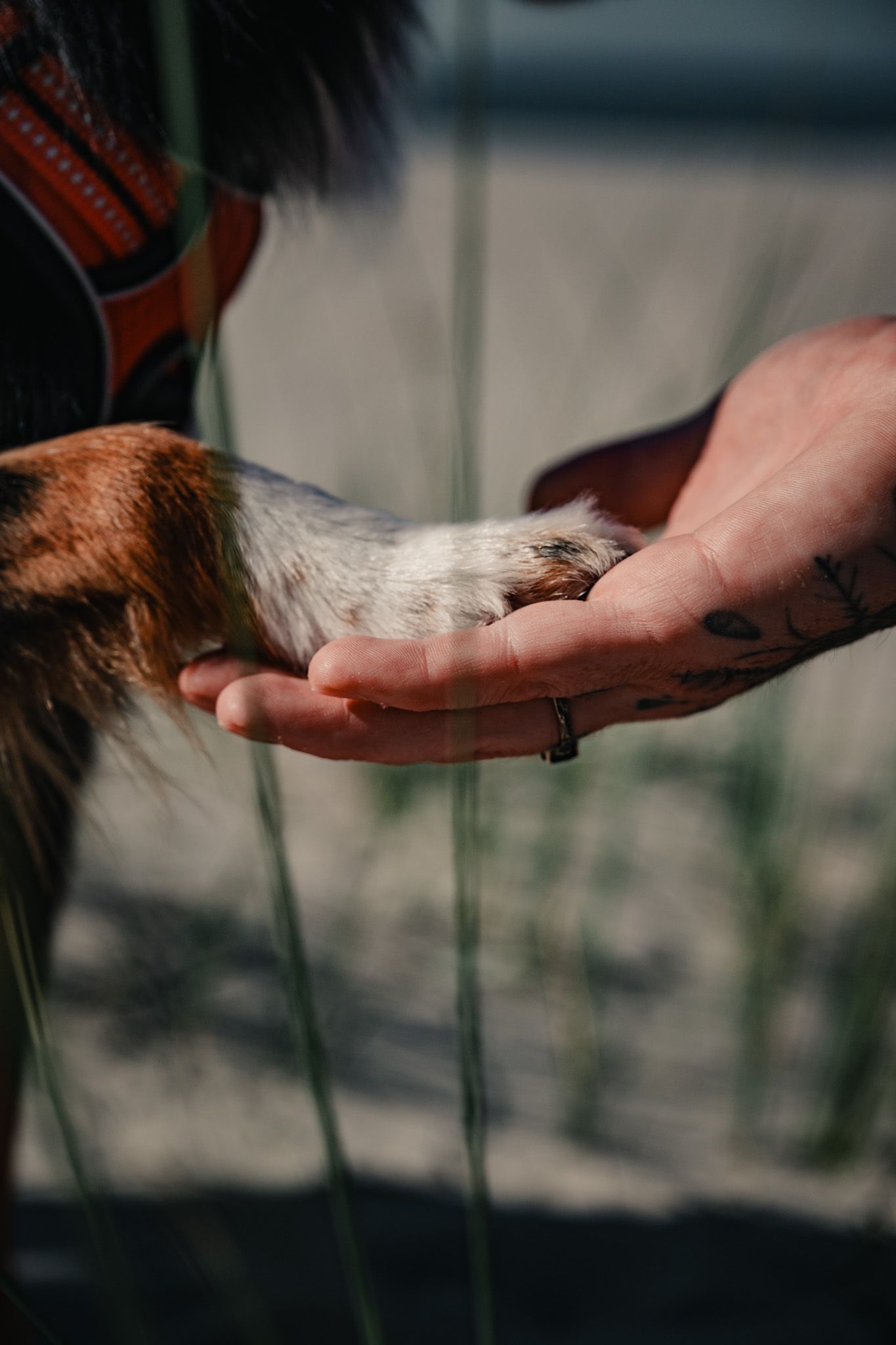 Tiershooting