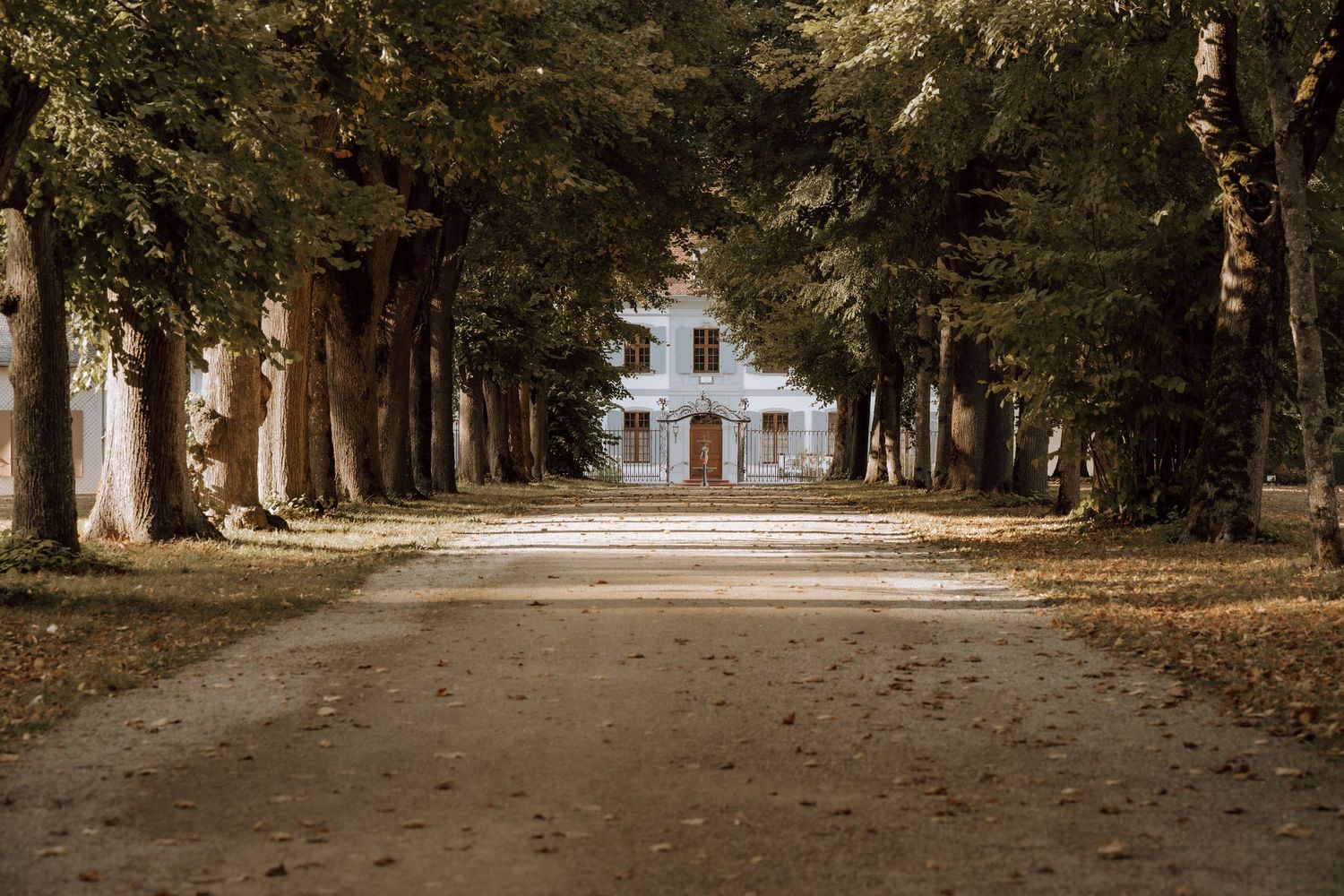 Tree-lined pathway leading to a historic white building surrounded by tall trees with autumn leaves on the ground.