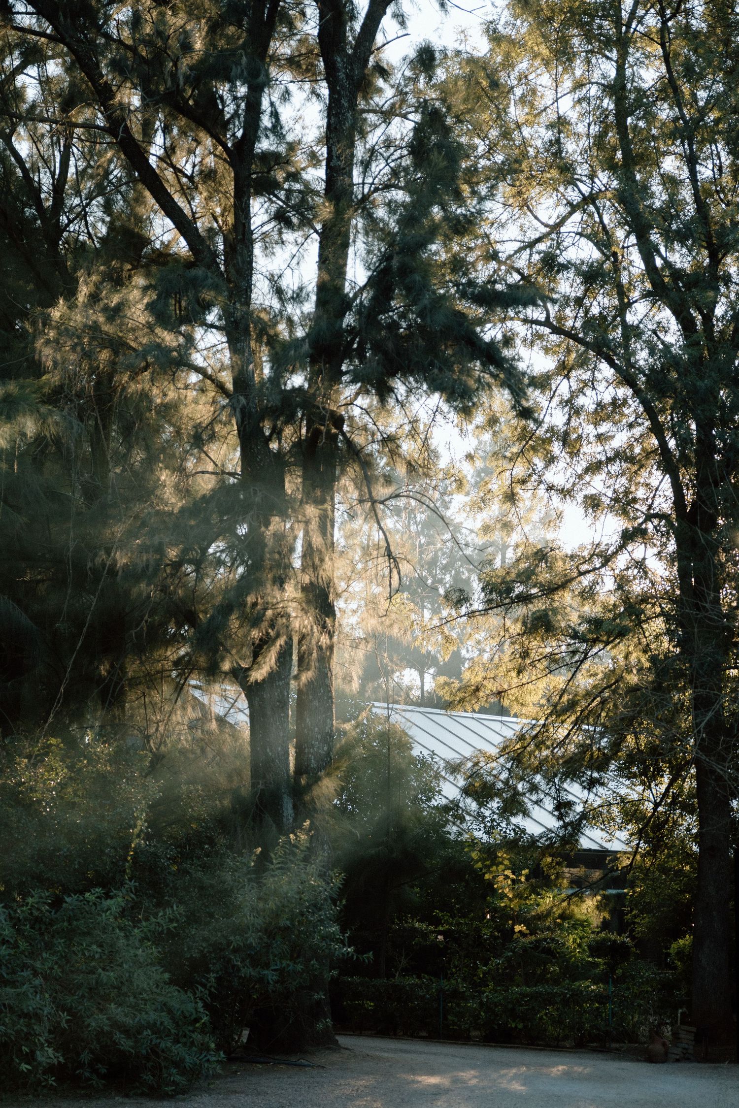 Sunlight filters through tall trees in a lush garden, casting golden rays over green shrubs and a building rooftop beyond.