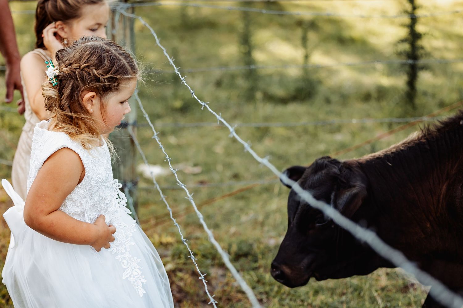 Young flower girl in white dress looks at black cow through wire fence.