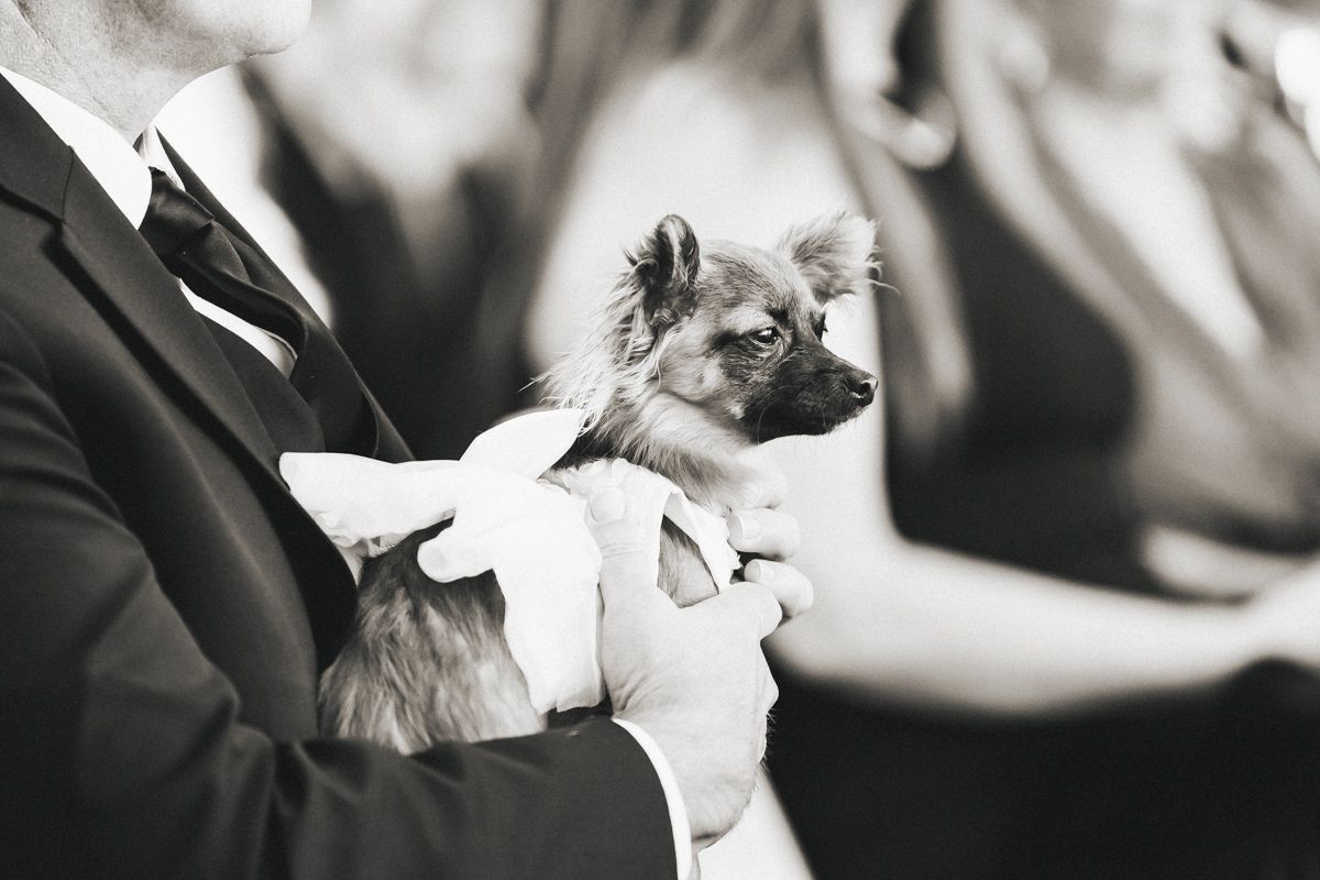 Small dog dressed in white bow tie held by wedding guest in black suit, black and white photo.