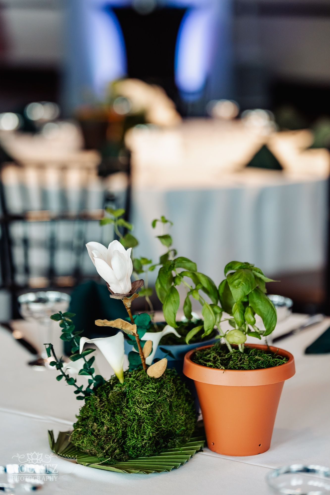 Small potted plant and white floral centerpiece arrangement on reception table.