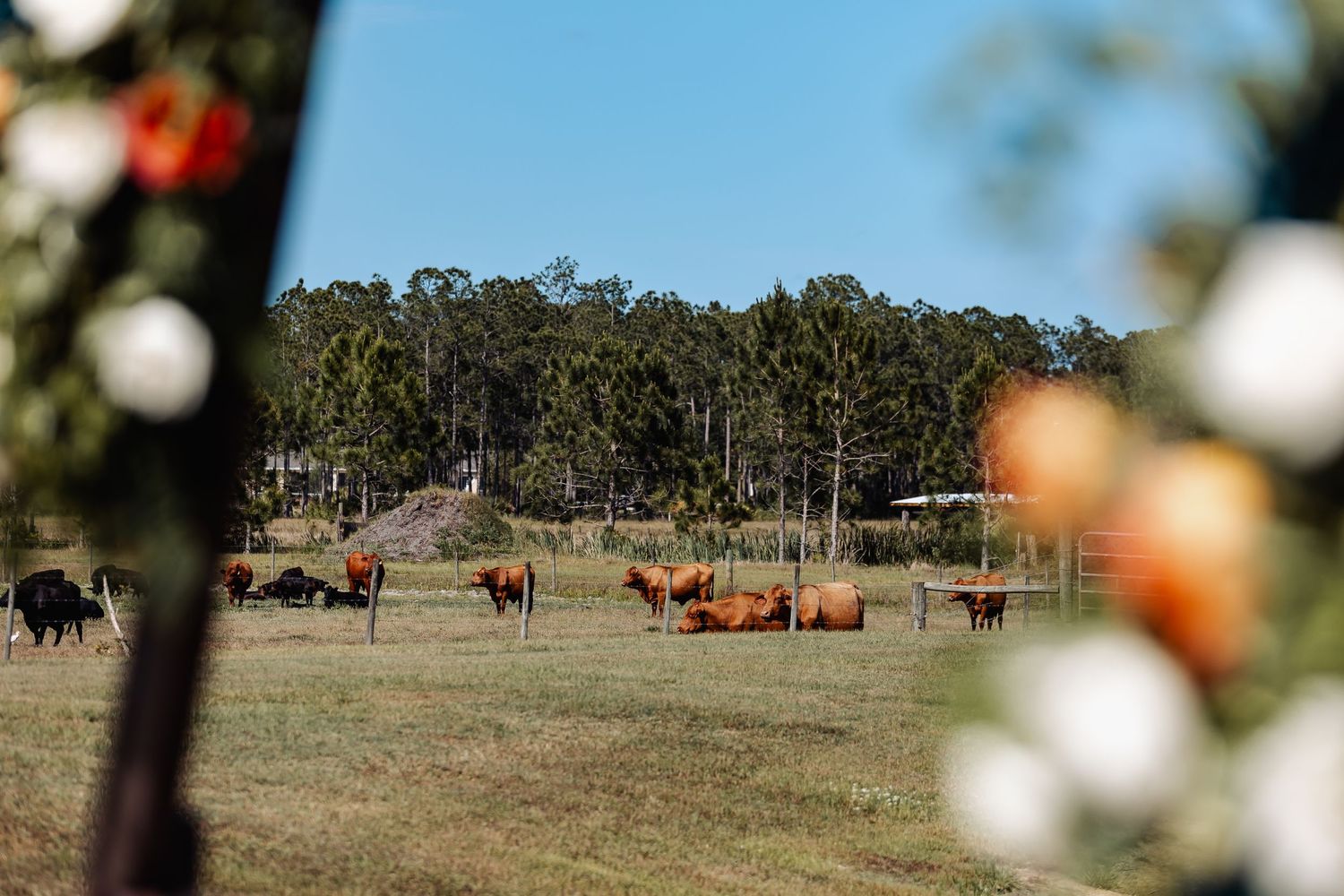 Cattle grazing in a grassy field with eucalyptus trees in the background.
