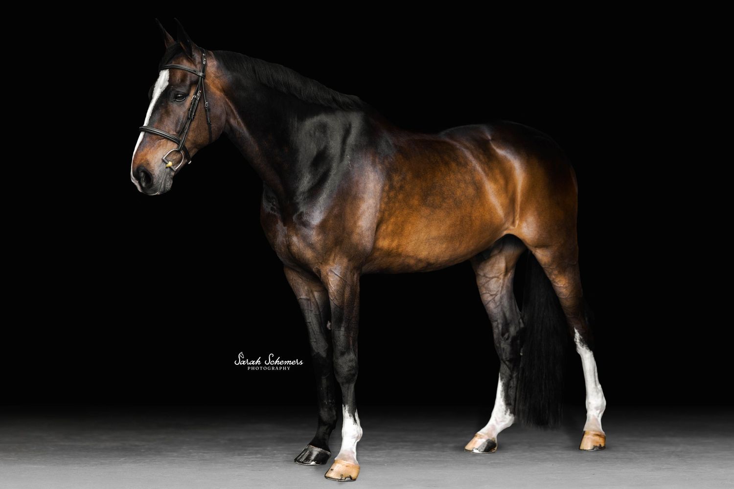 A majestic bay horse with white markings stands poised against a dark studio background in a professional equine portrait.