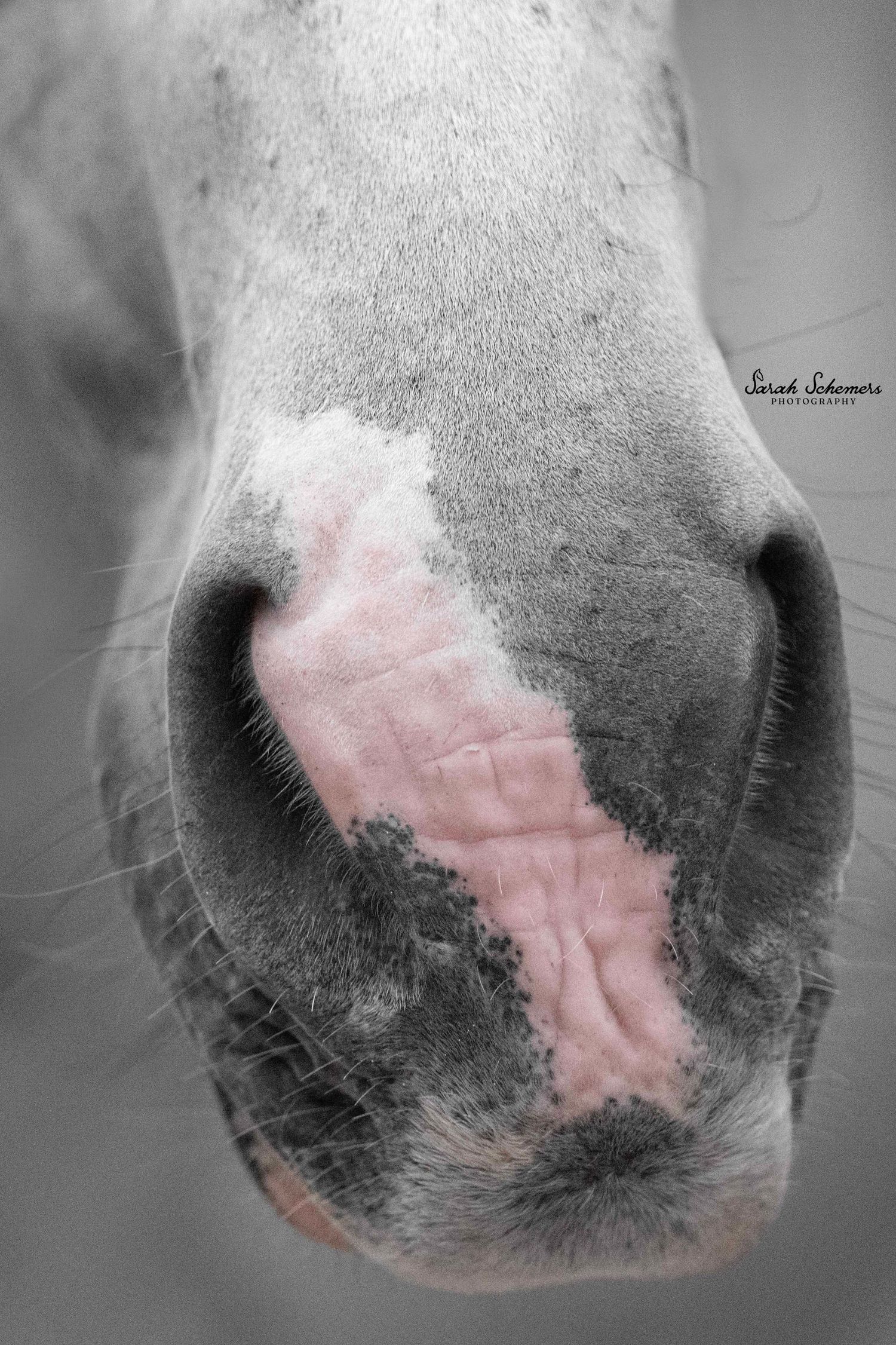 Close-up black and white photo of a horse muzzle with pink skin markings, captured by Sarah Sidemore Photography.